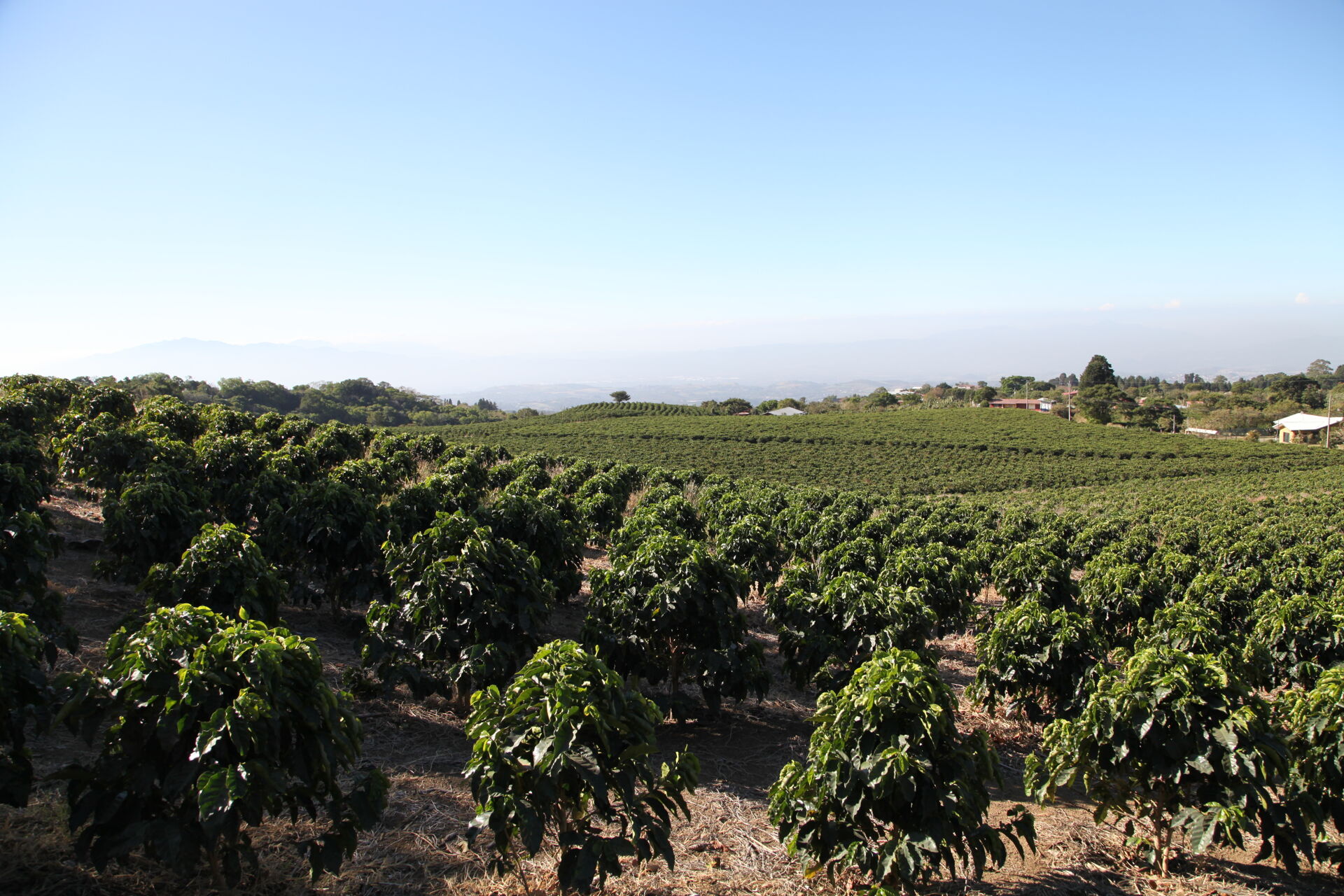 Hacienda Colima