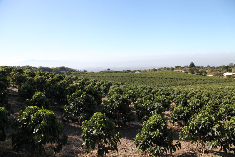 Hacienda Colima