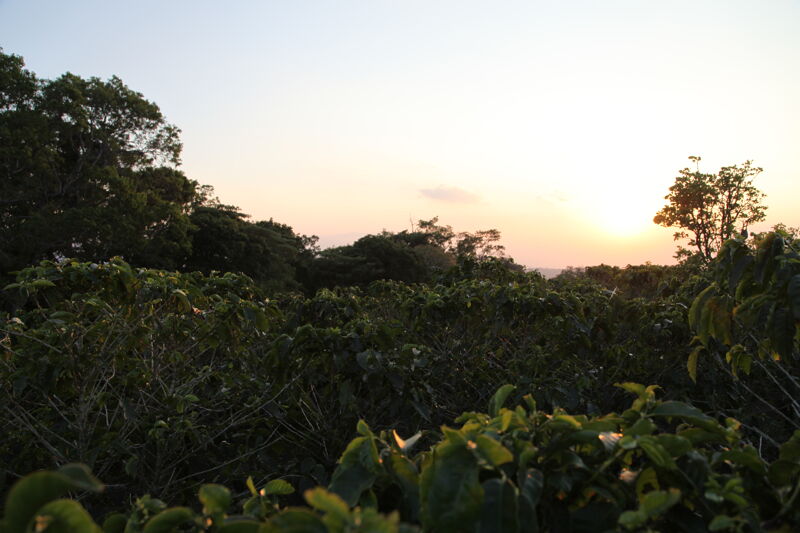 Hacienda Colima