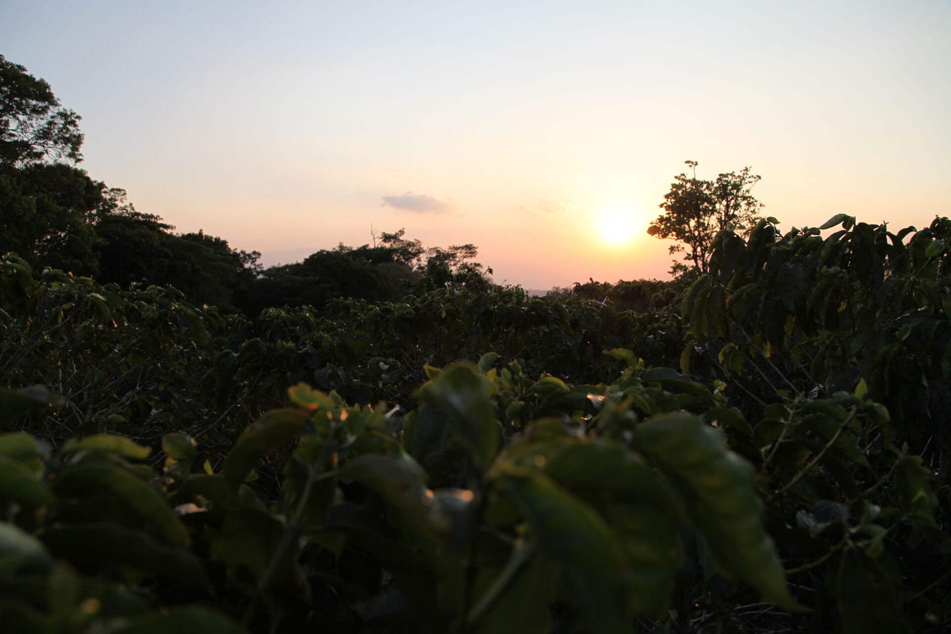 Hacienda Colima