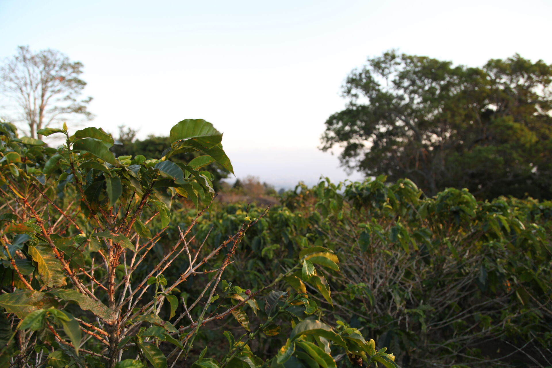 Hacienda Colima