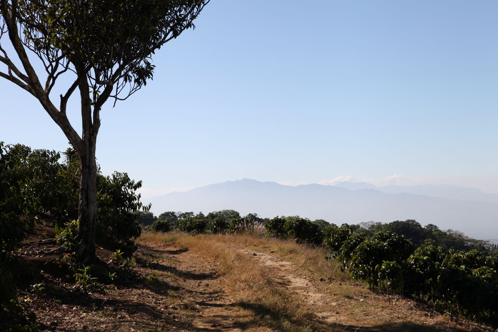 Hacienda Colima