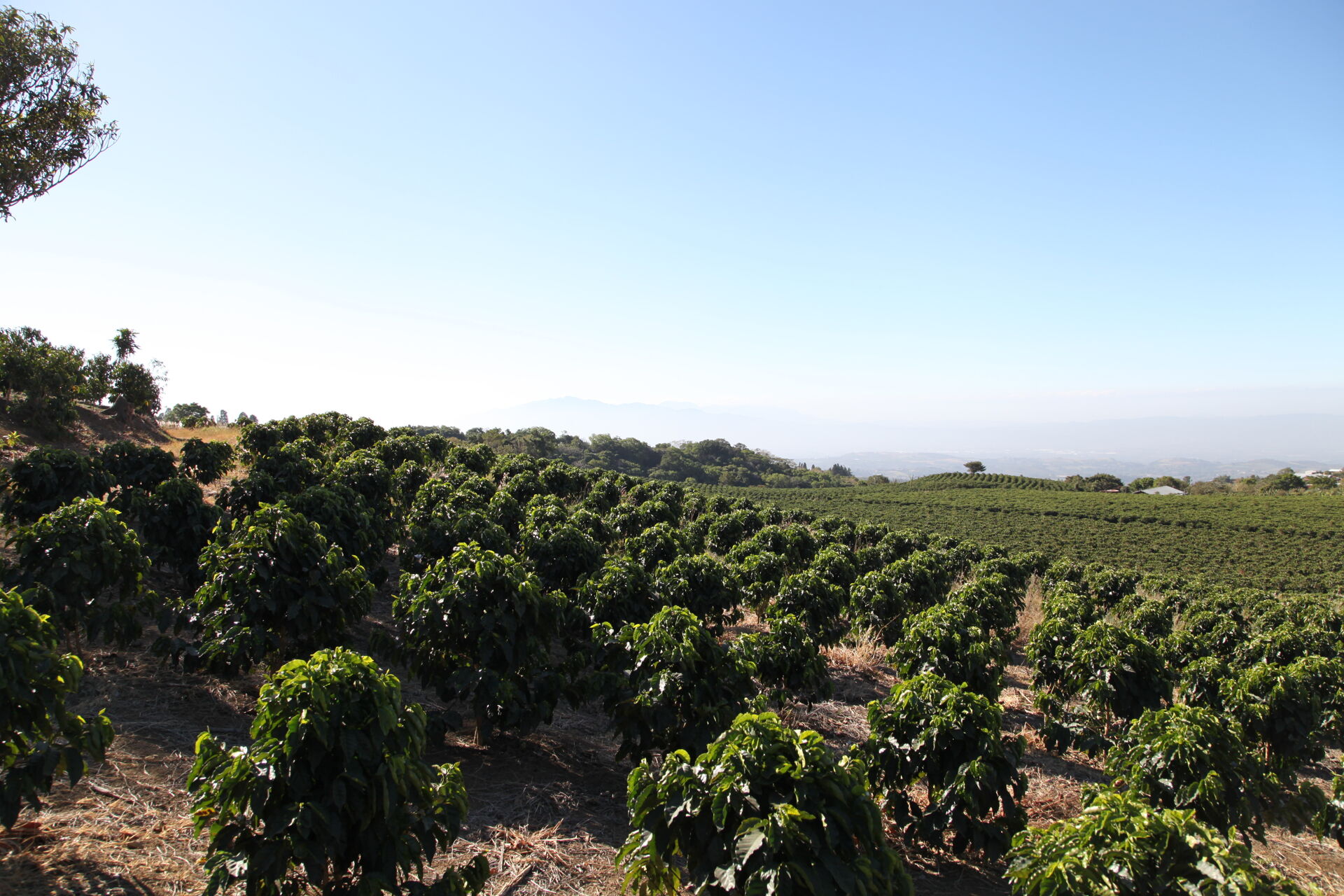 Hacienda Colima