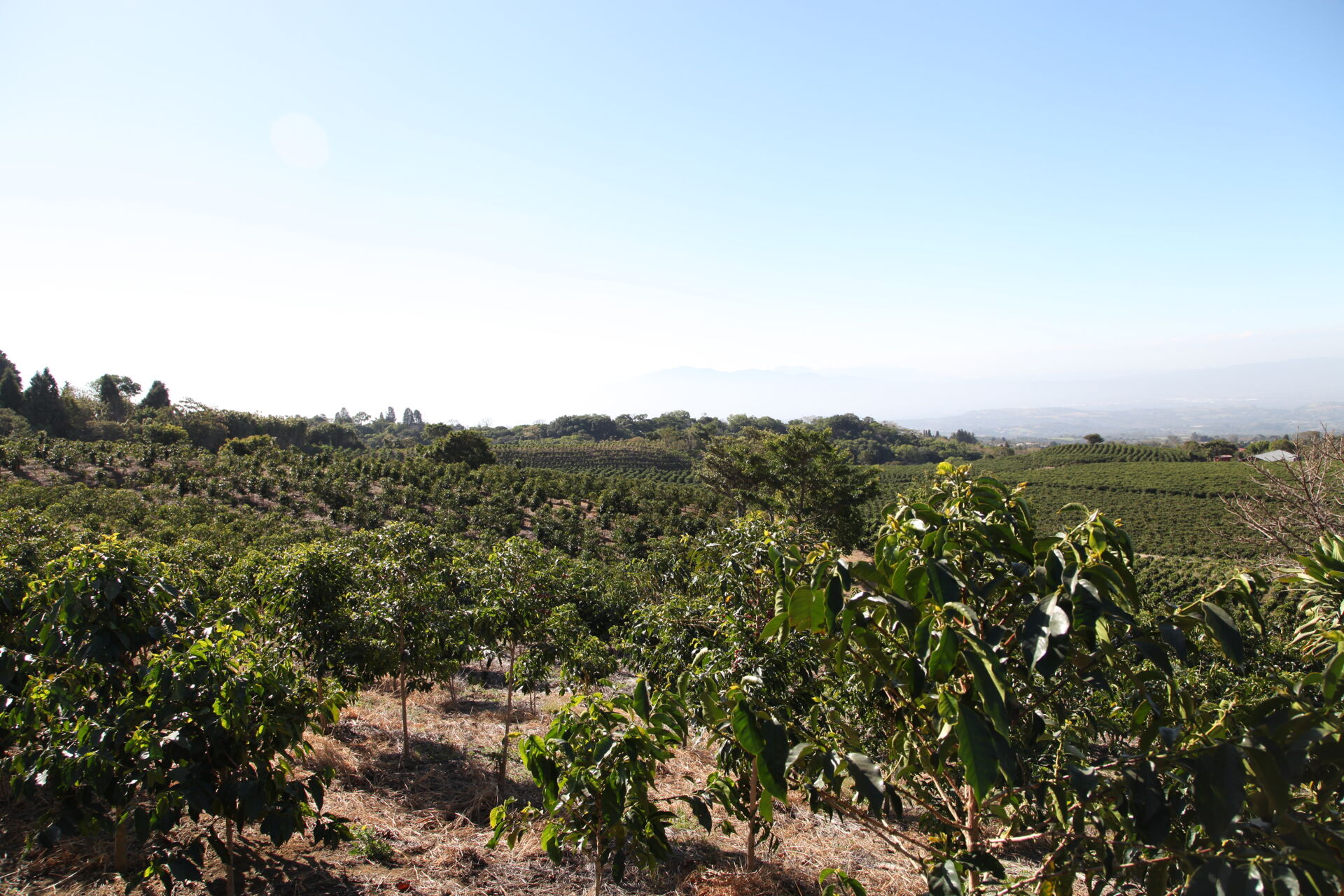 Hacienda Colima