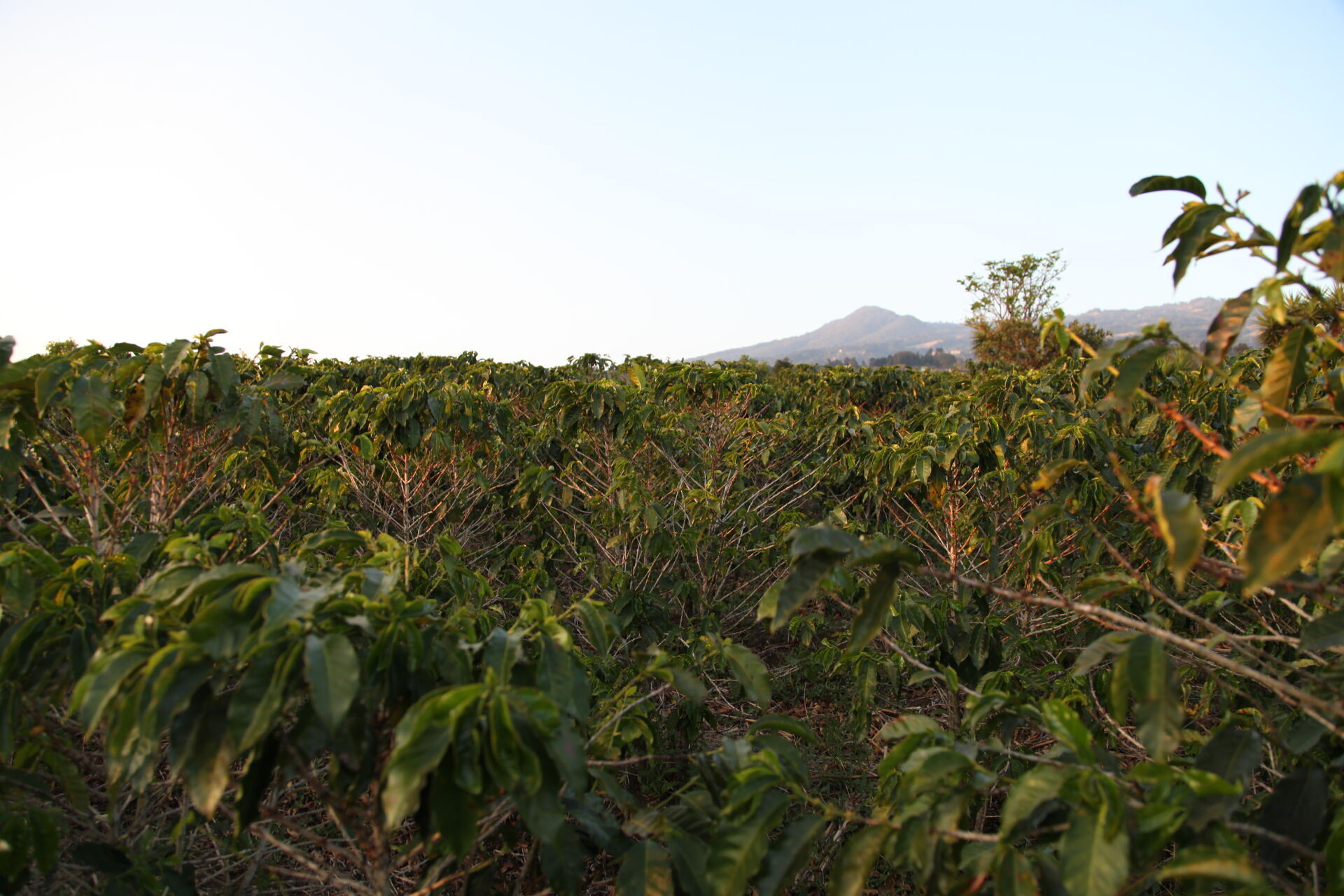 Hacienda Colima
