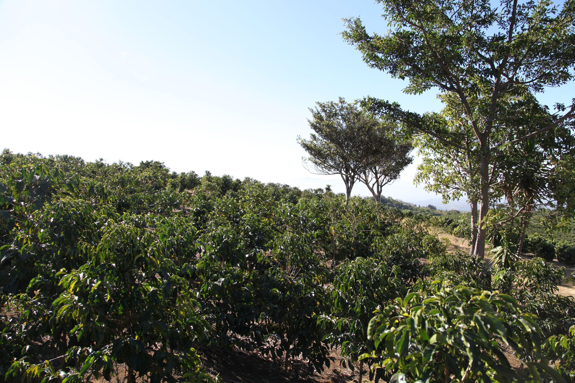 Hacienda Colima