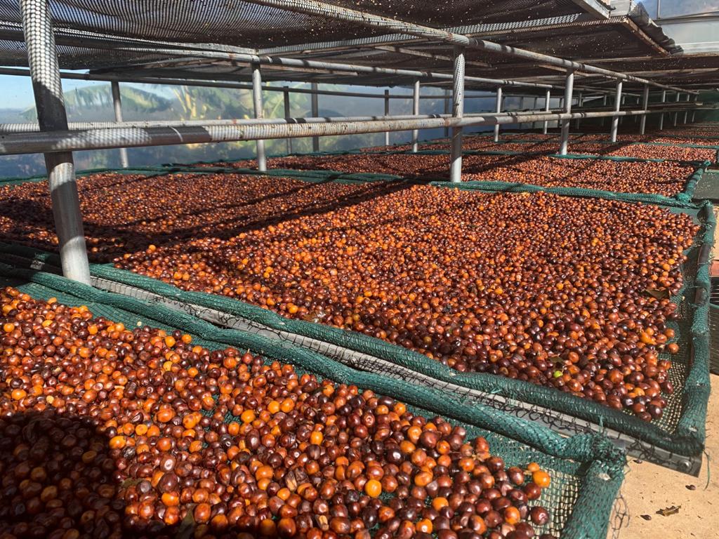 la-bandera---finca-aguas-buenas_52213324466_o.jpg
