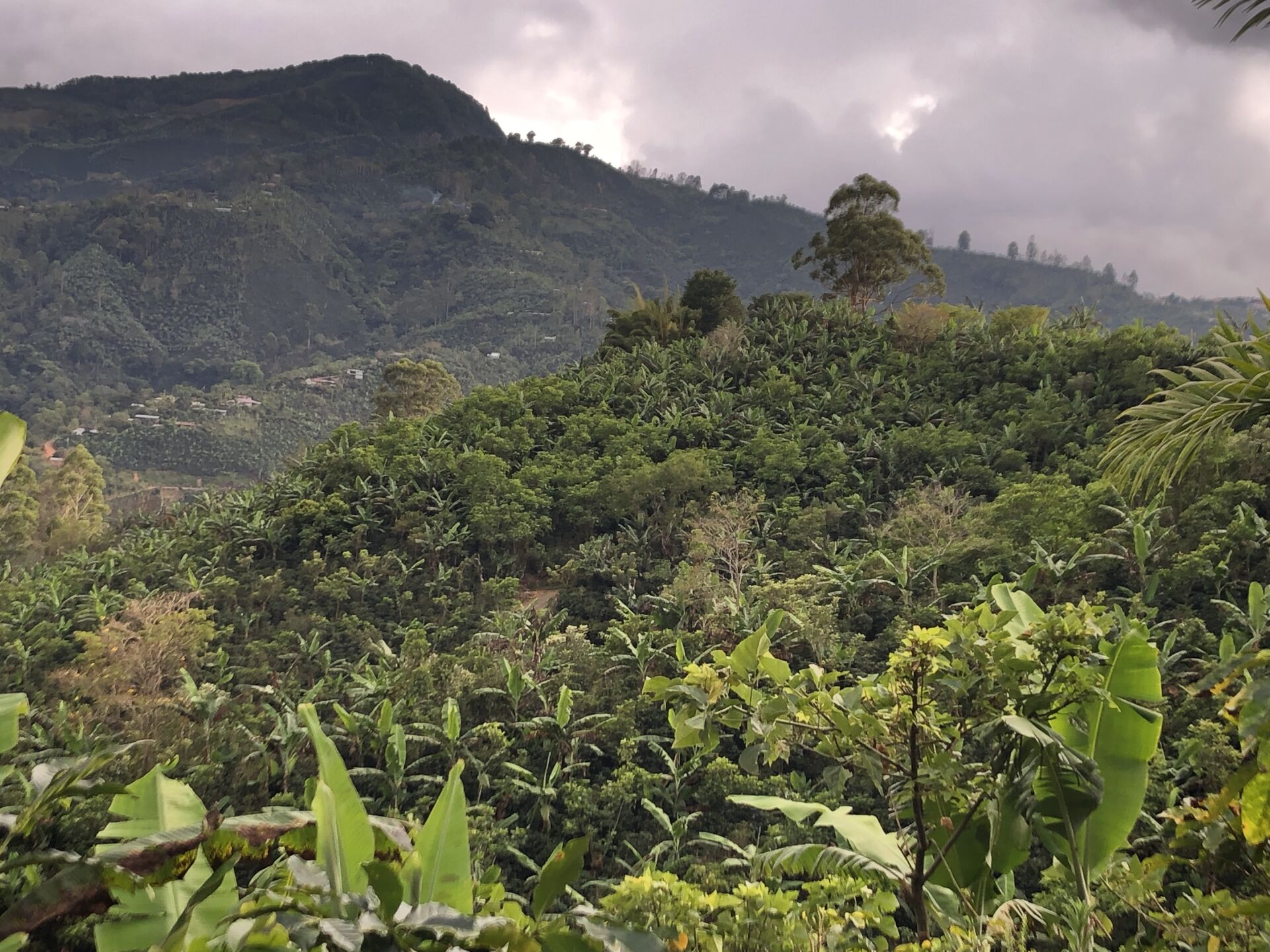 Santa Rosa