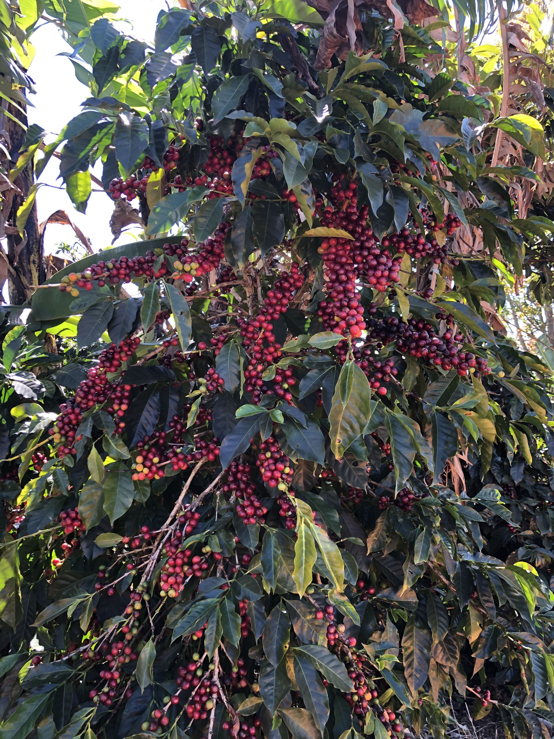Santa Rosa