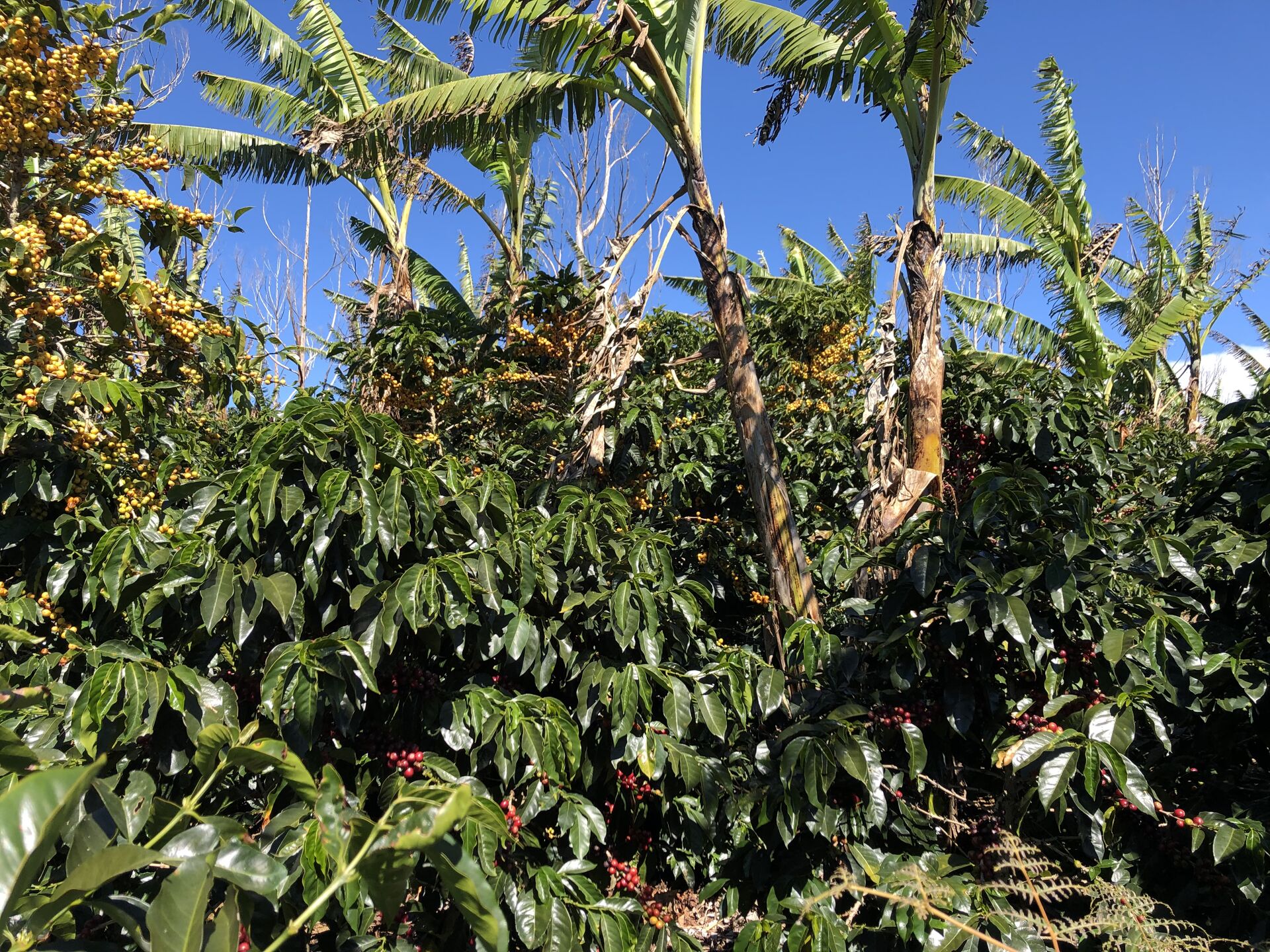 Santa Rosa