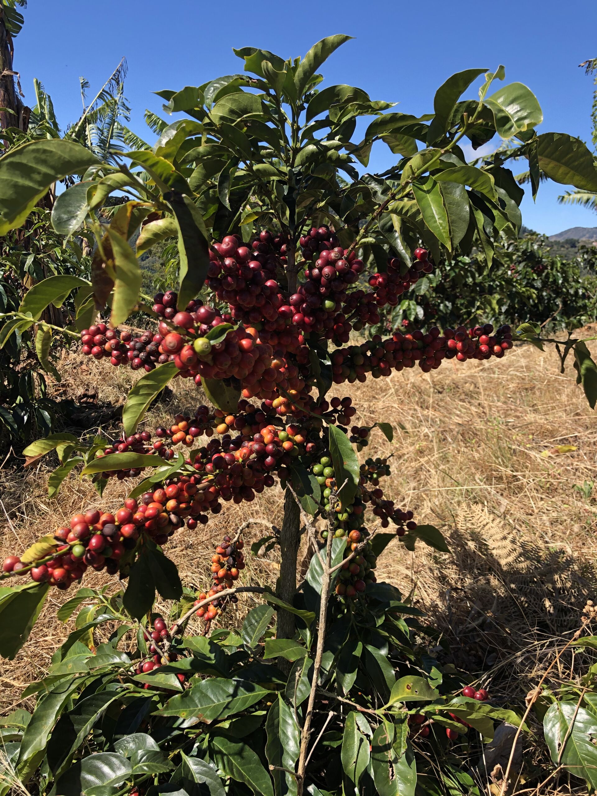 Santa Rosa