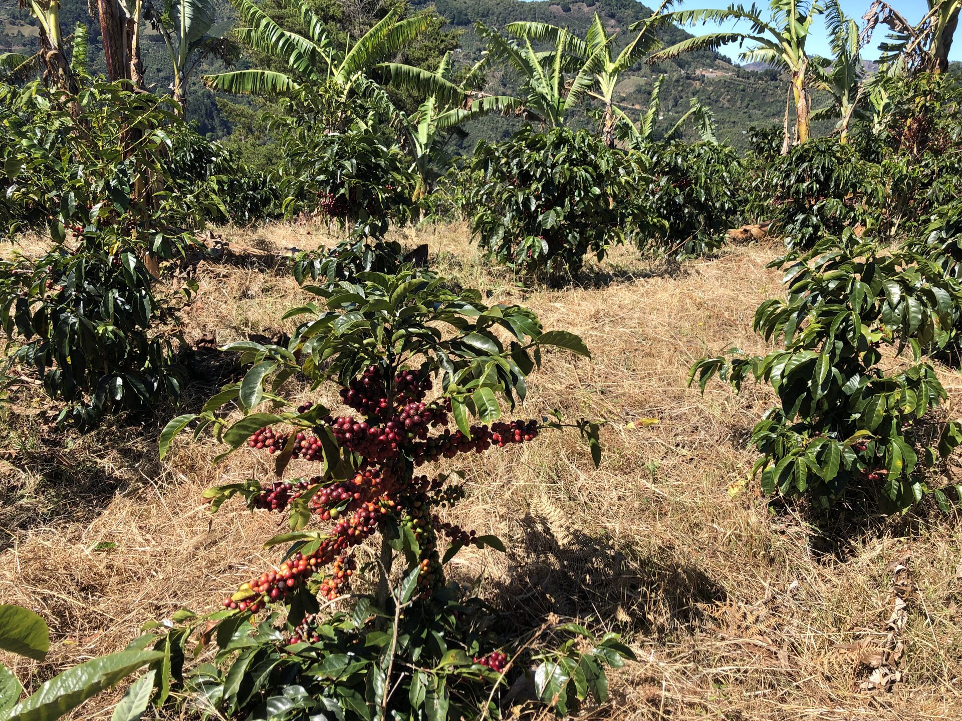 Santa Rosa