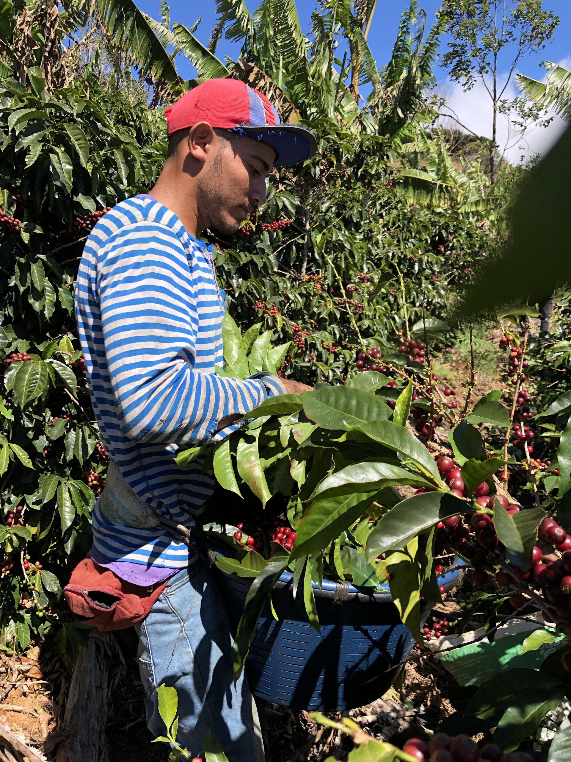 Santa Rosa