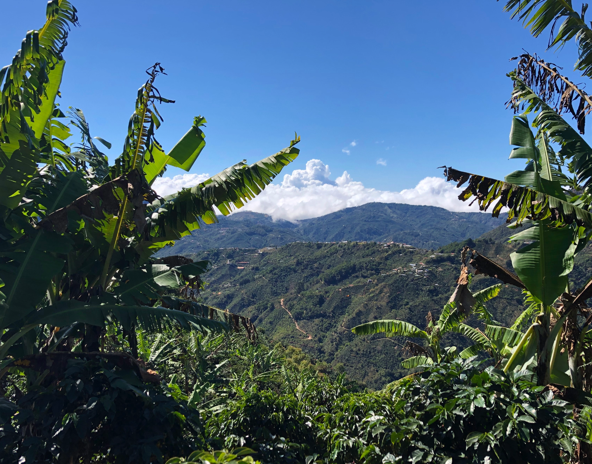 Santa Rosa