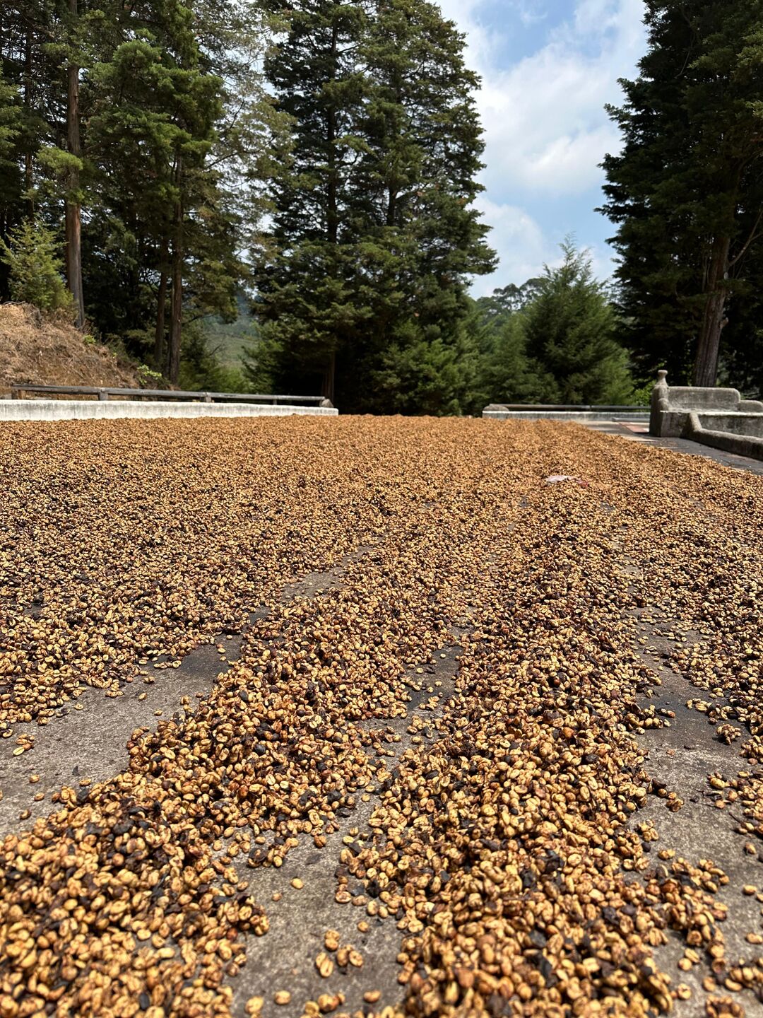 drying patios 2.jpg