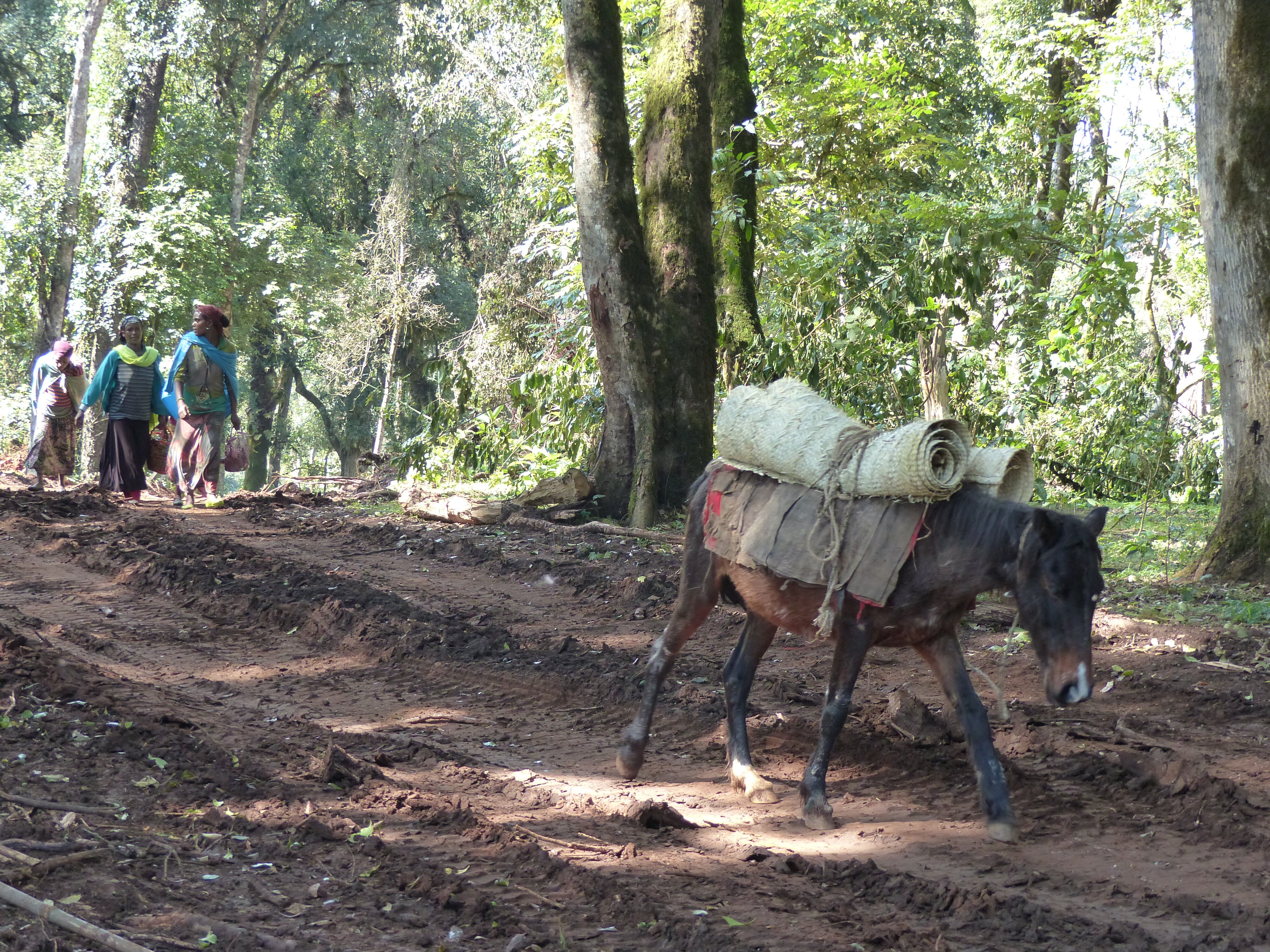 Guji Highlands -Dambi-Uddo Oct 2017 (103).JPG