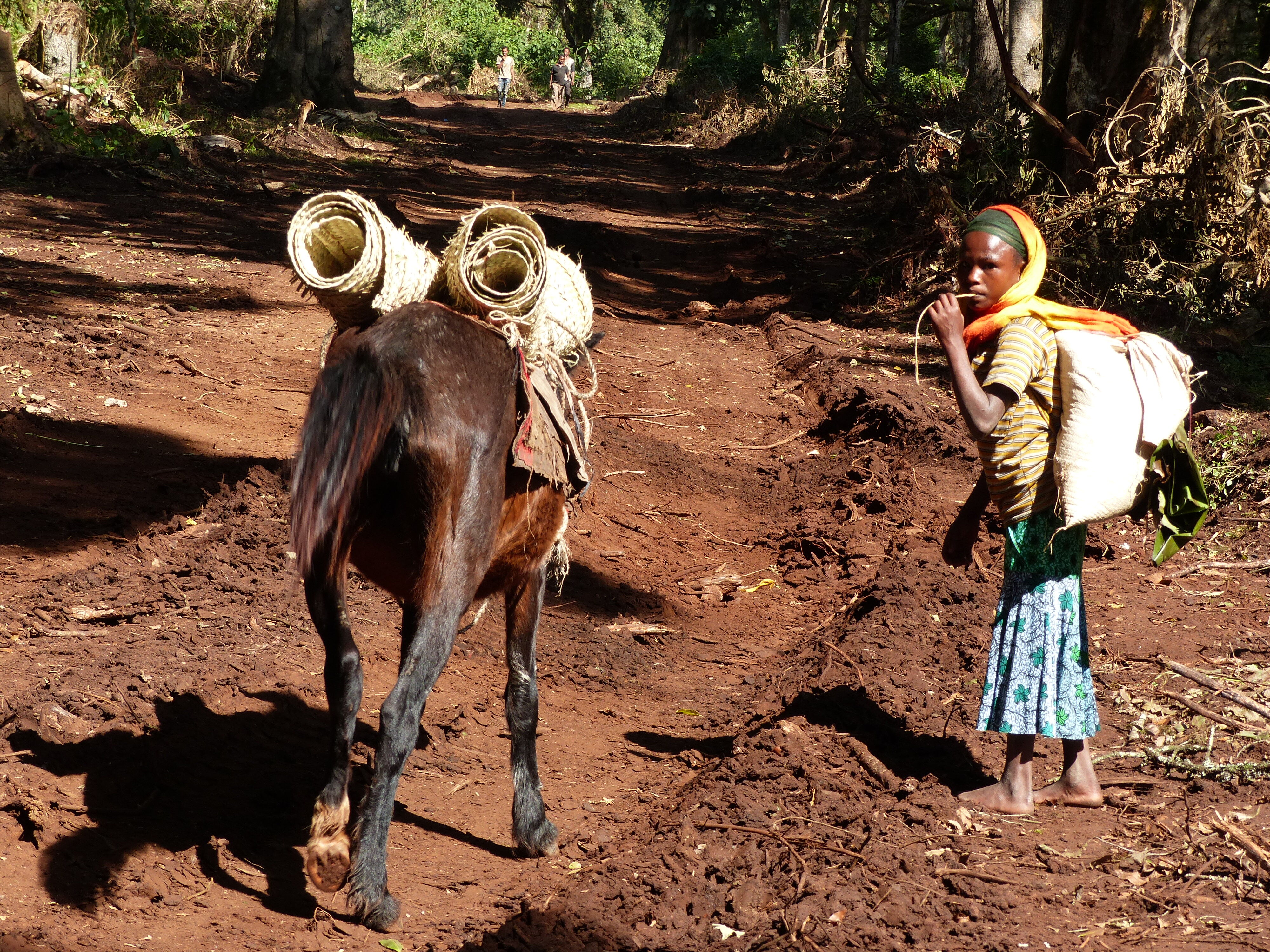 Guji Highlands -Dambi-Uddo Oct 2017 (105).JPG