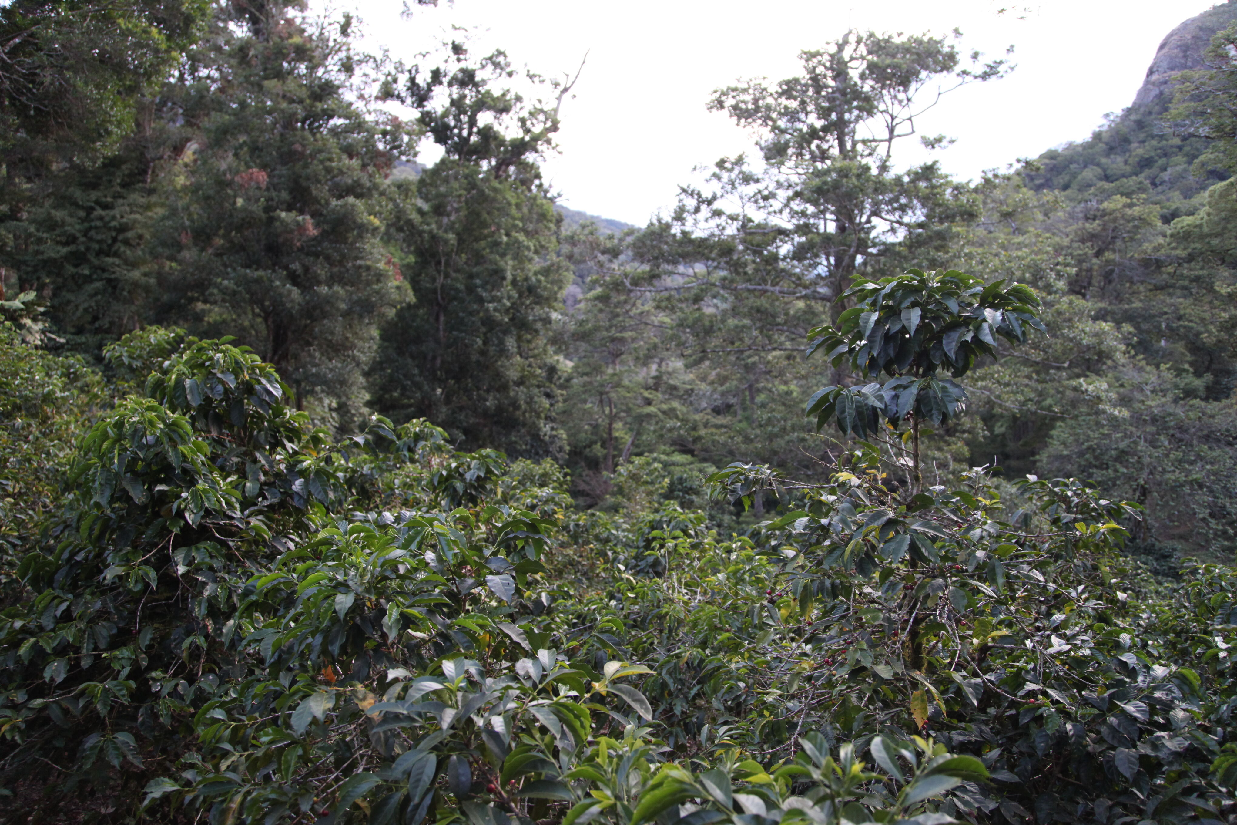 panama-don-chalo_51125238634_o.jpg