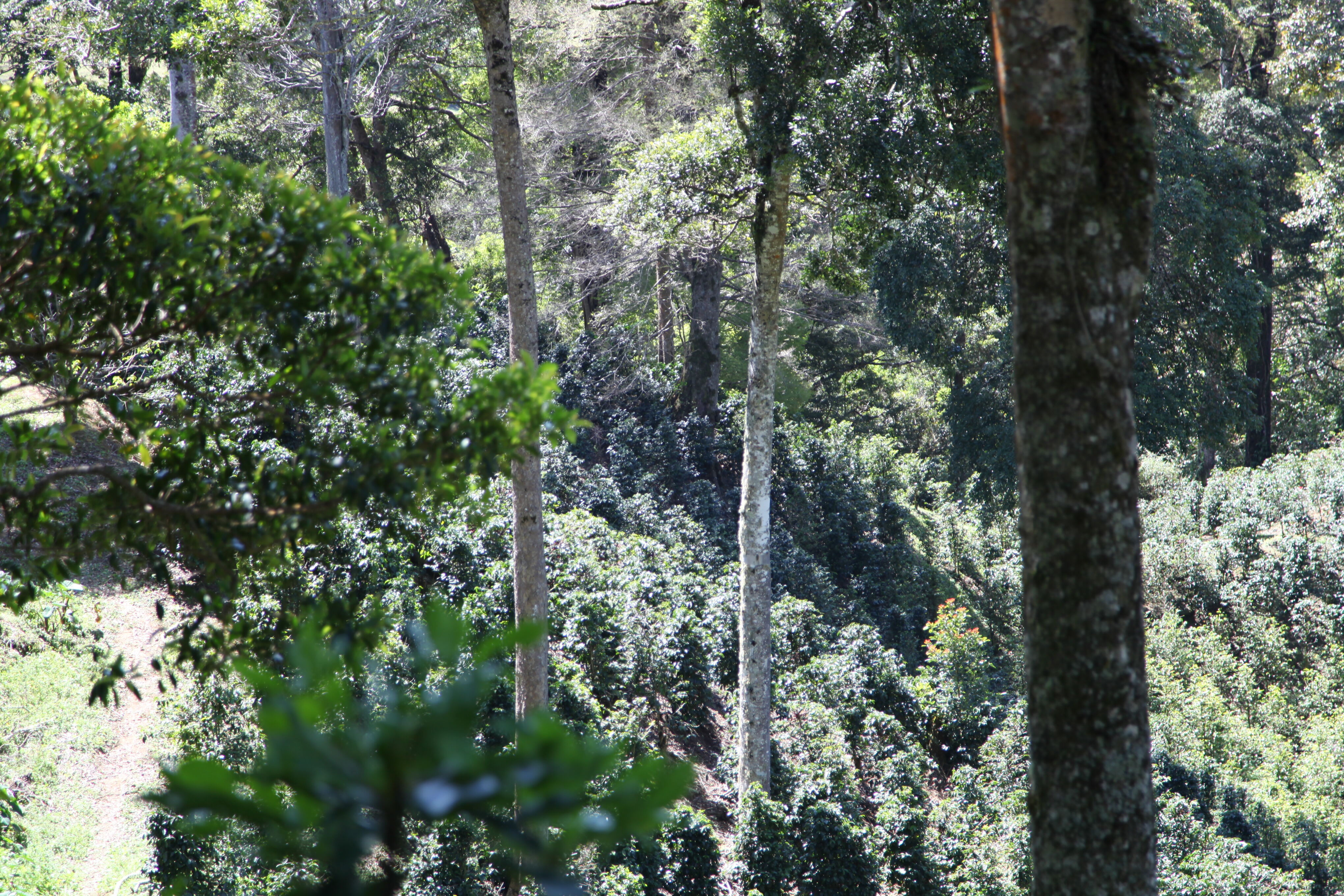 panama-don-chalo_51125398583_o.jpg