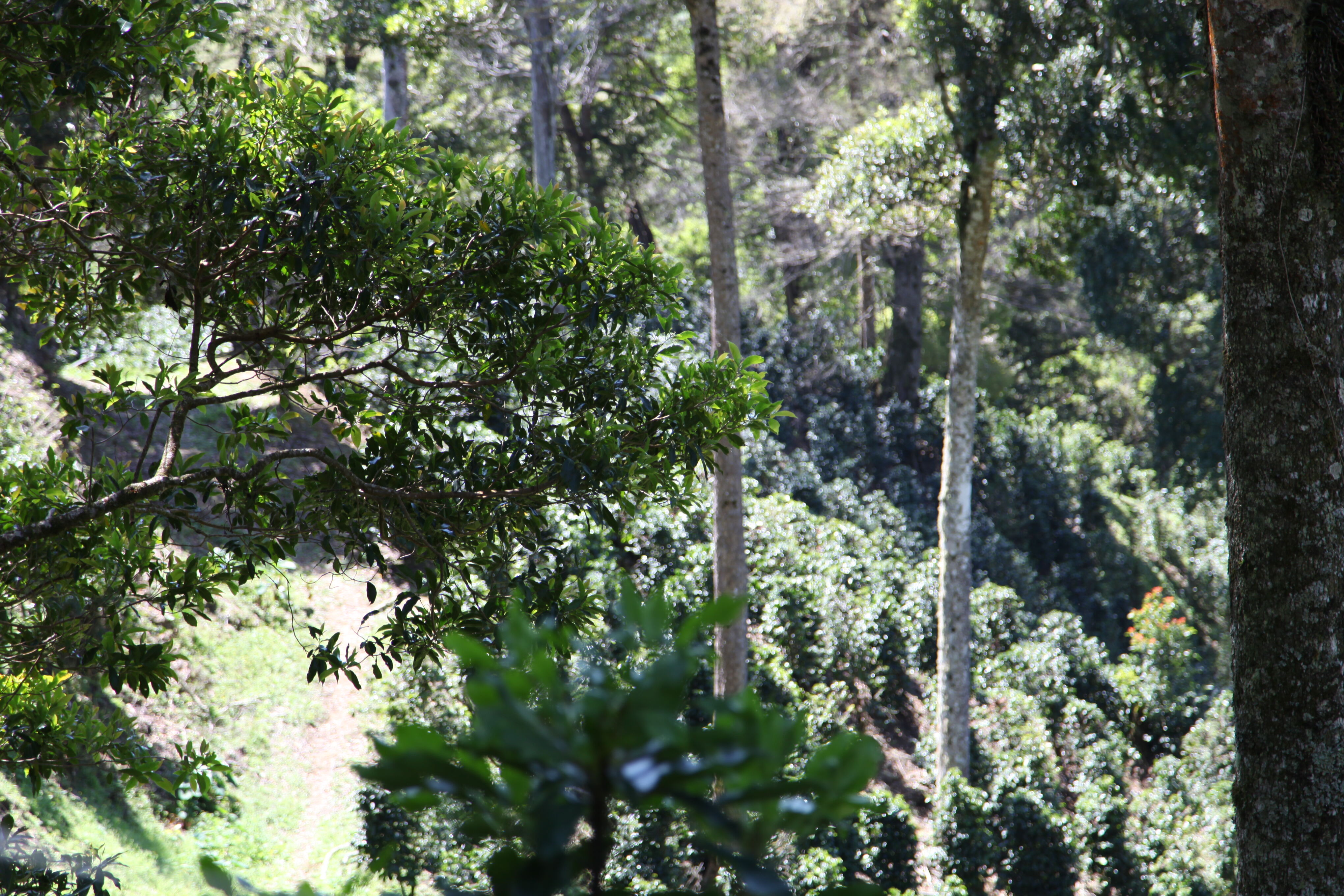 panama-don-chalo_51125398798_o.jpg