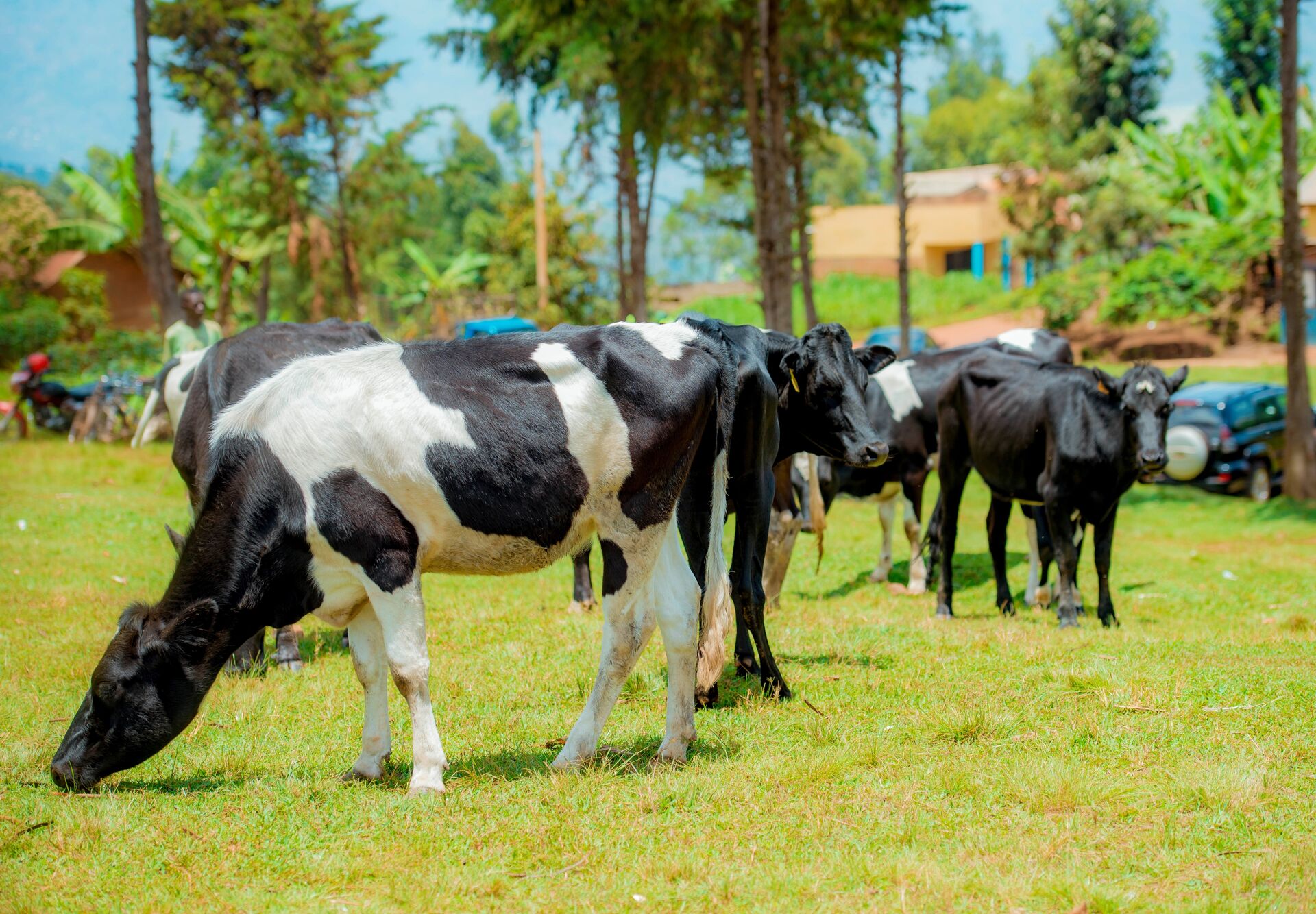 Dukunde Kawa Musasa Cooperative
