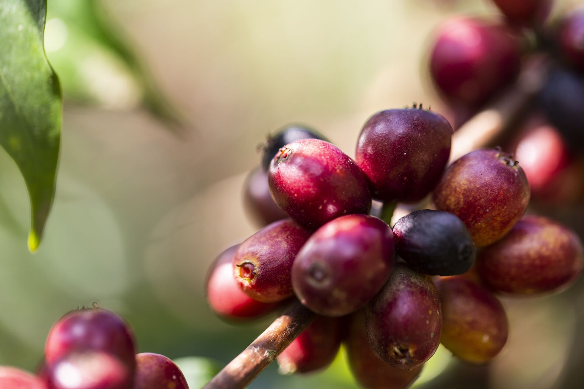 2018.12.05_Goma, Gchiimo,_Khalid-13.jpg