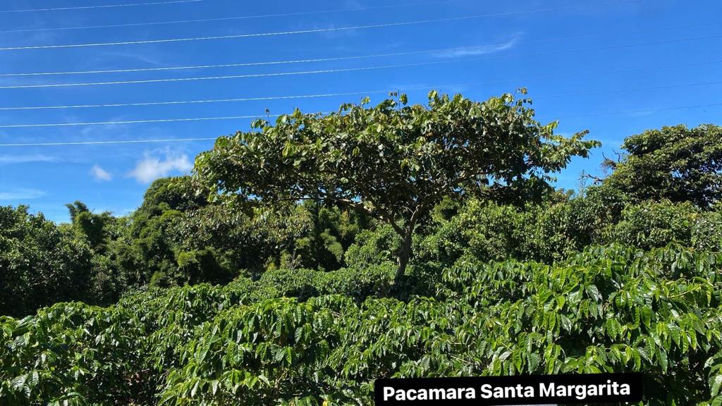 santa-ana---el-naranjo_52405363582_o.jpg
