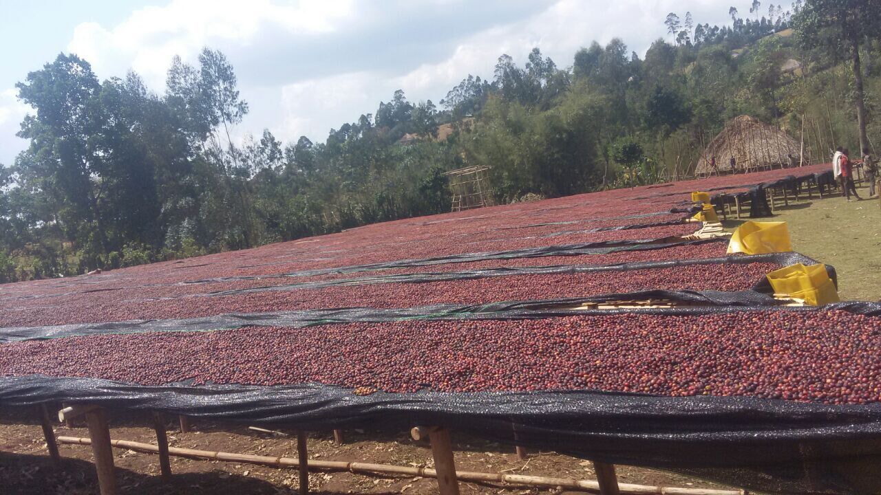 ethiopia---dwd---chancho-washing-station_52312416143_o.jpg
