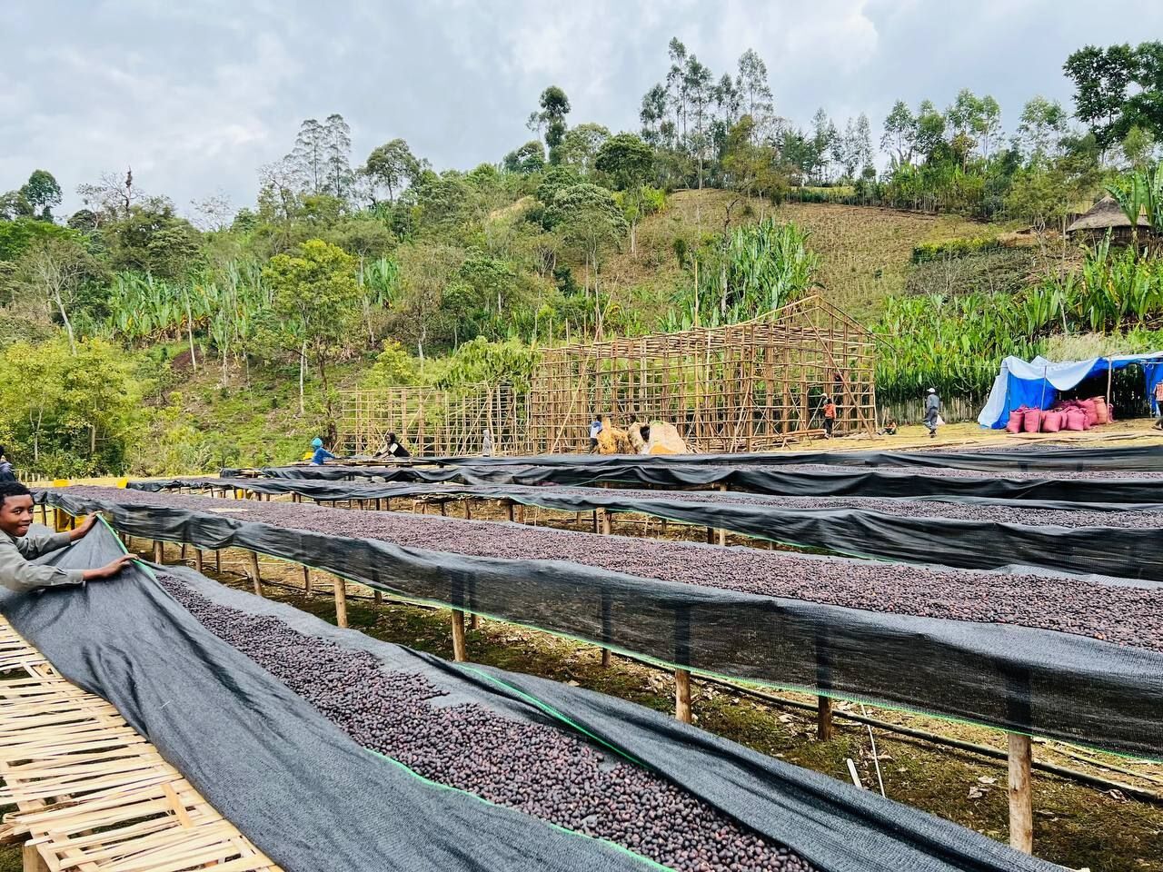ethiopia---dwd---chancho-washing-station_52312544425_o.jpg