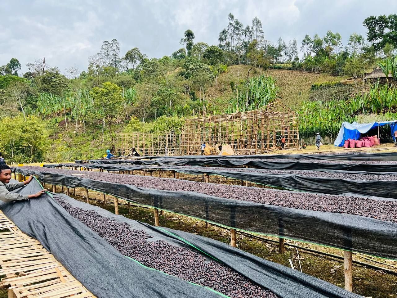 ethiopia---dwd---chancho-washing-station_52312544425_o.jpg