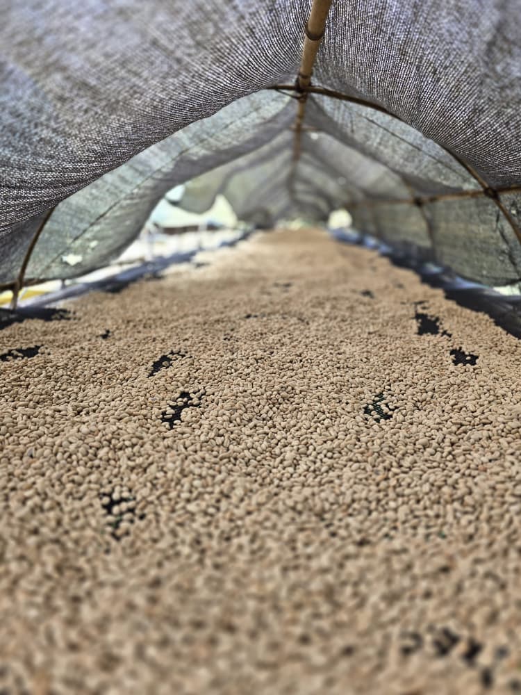 tatmara 11-2025 (5).jpg