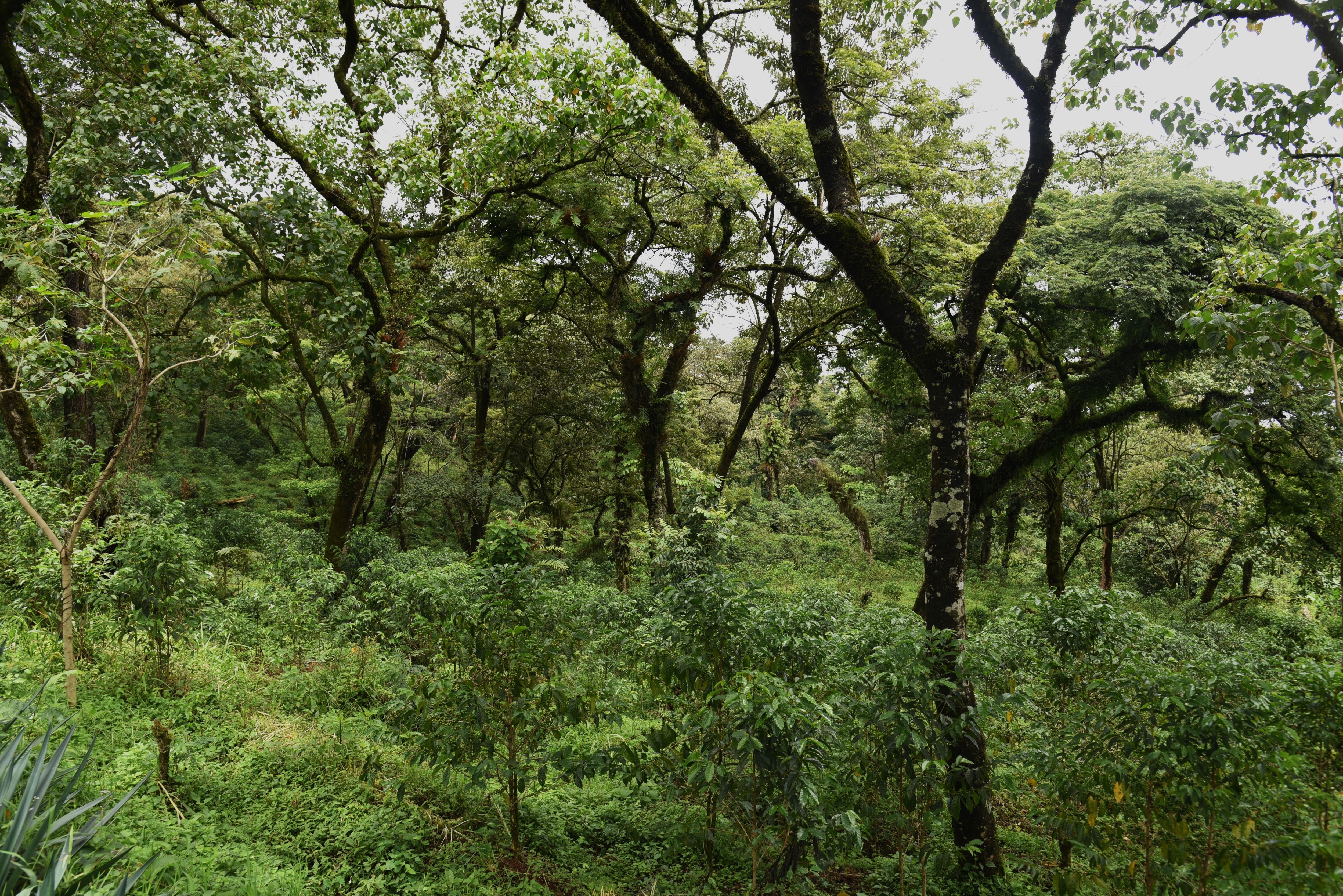 DH Family coffee farm (10).JPG