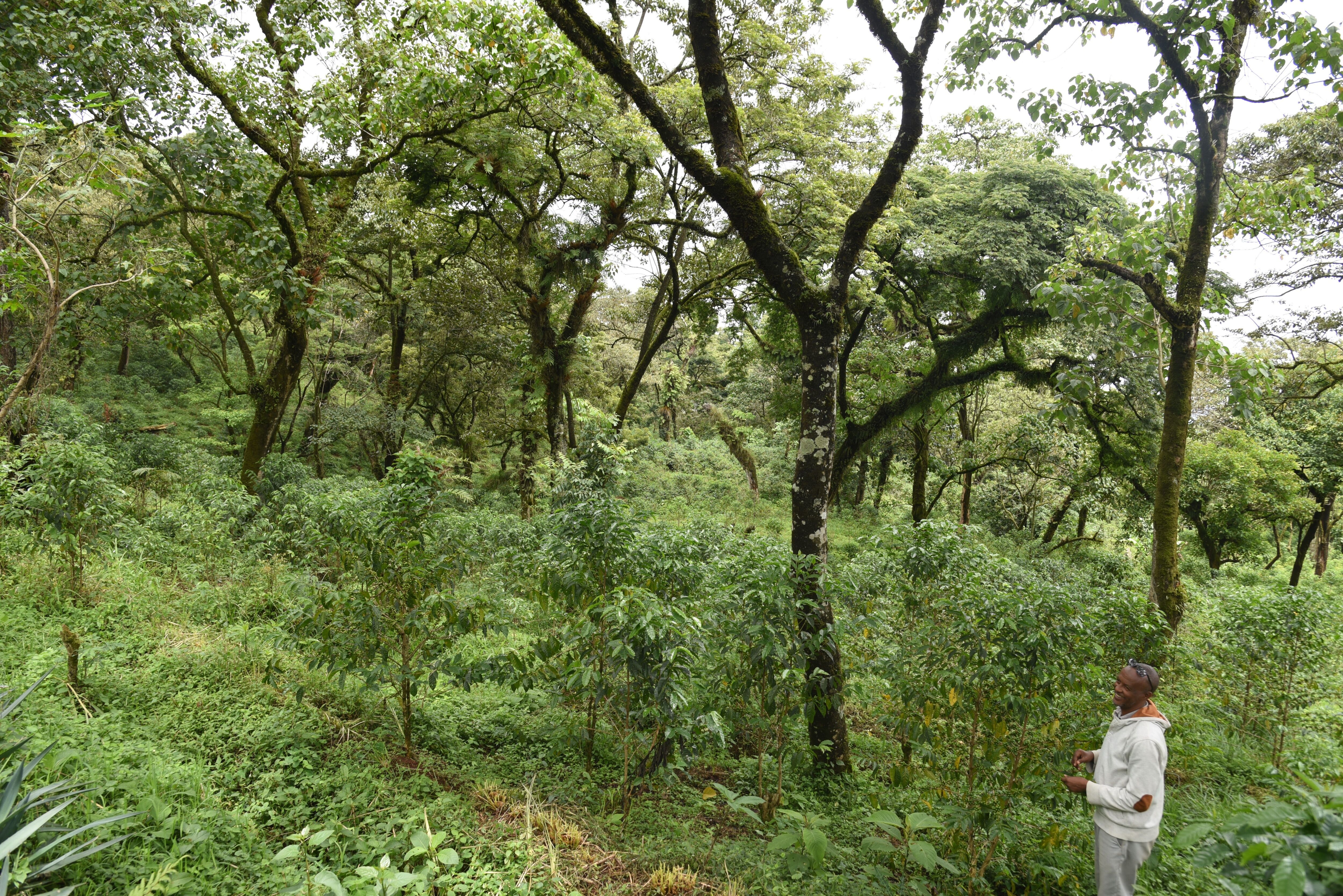 DH Family coffee farm (11).JPG