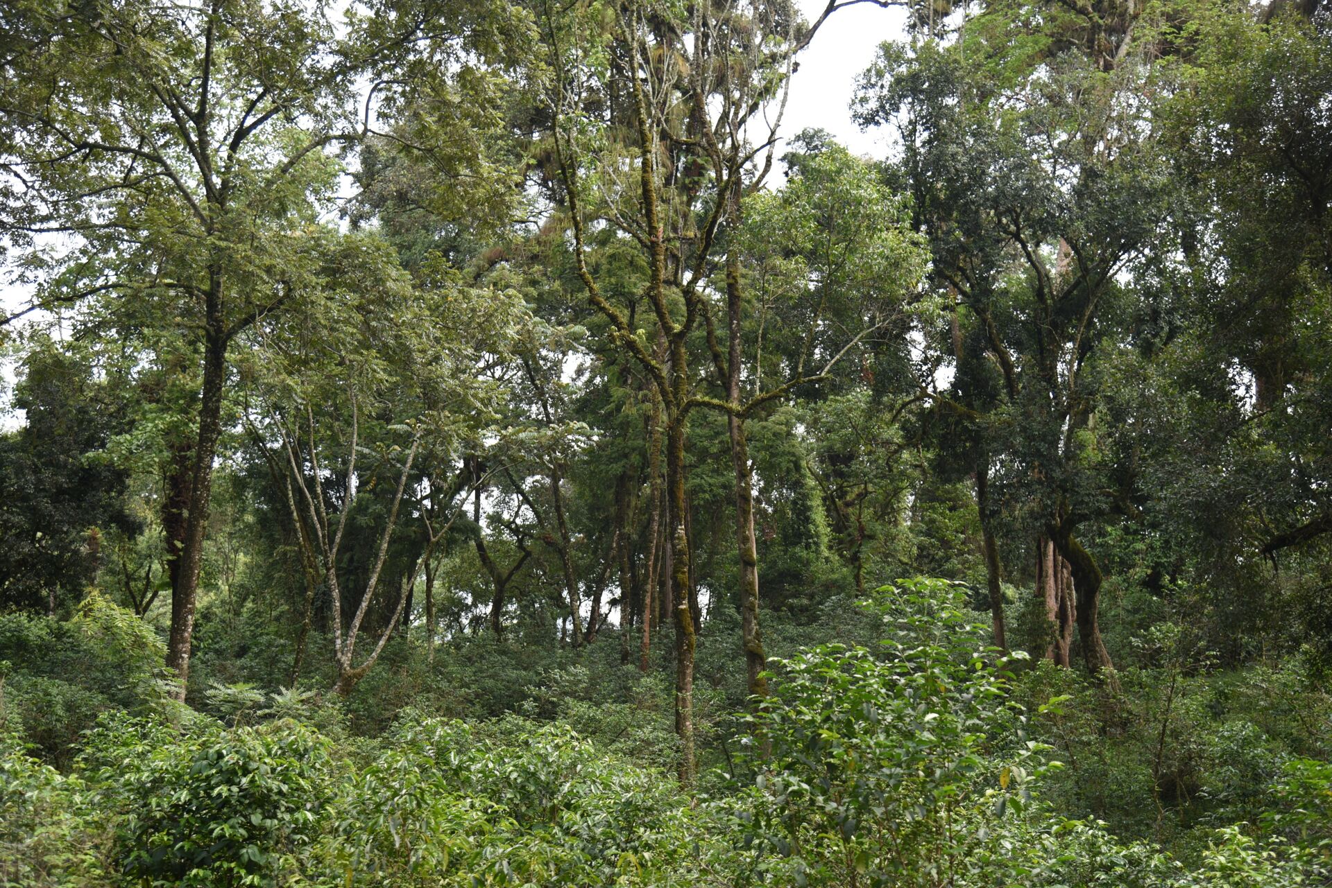 Limmu Kossa