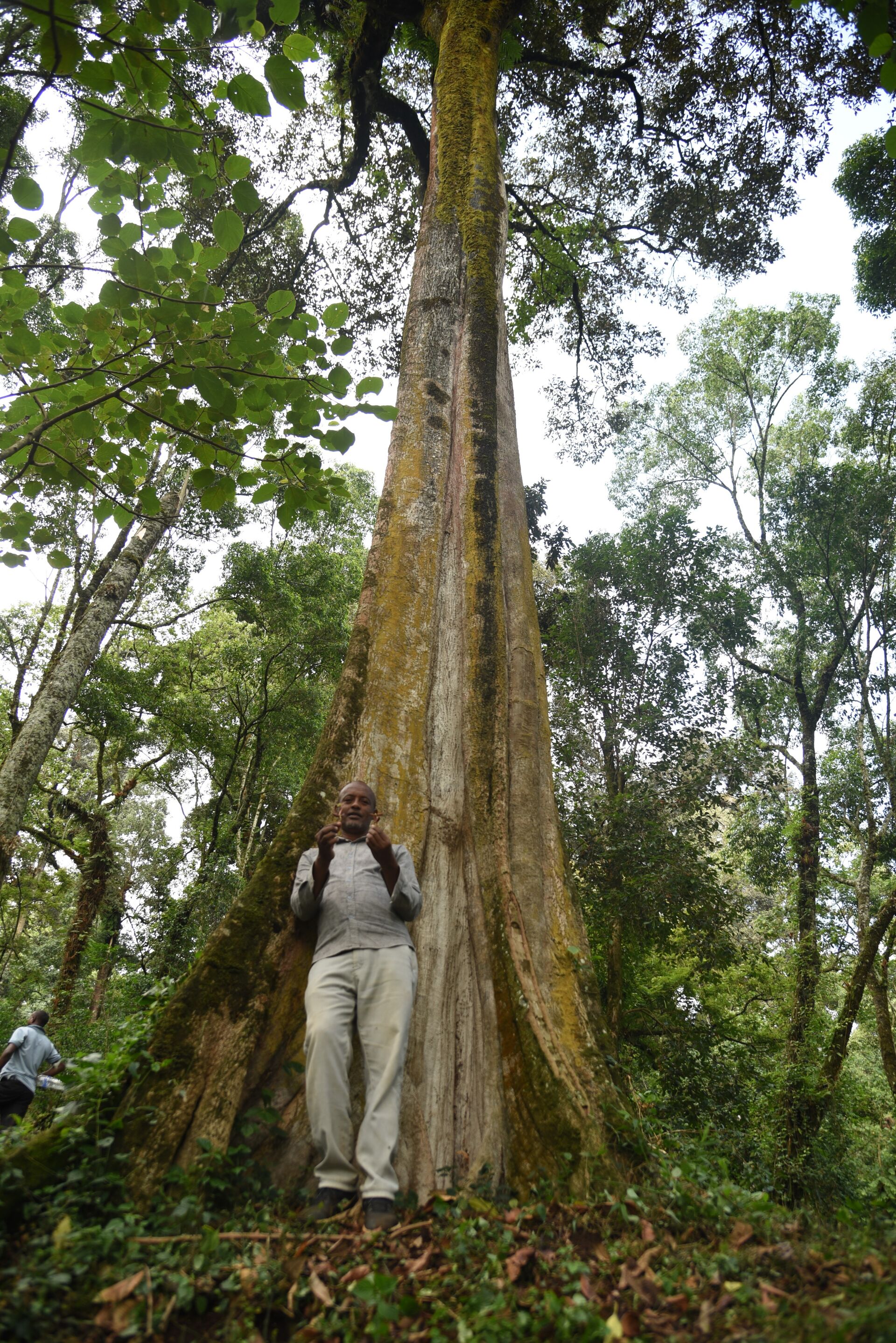 Limmu Kossa