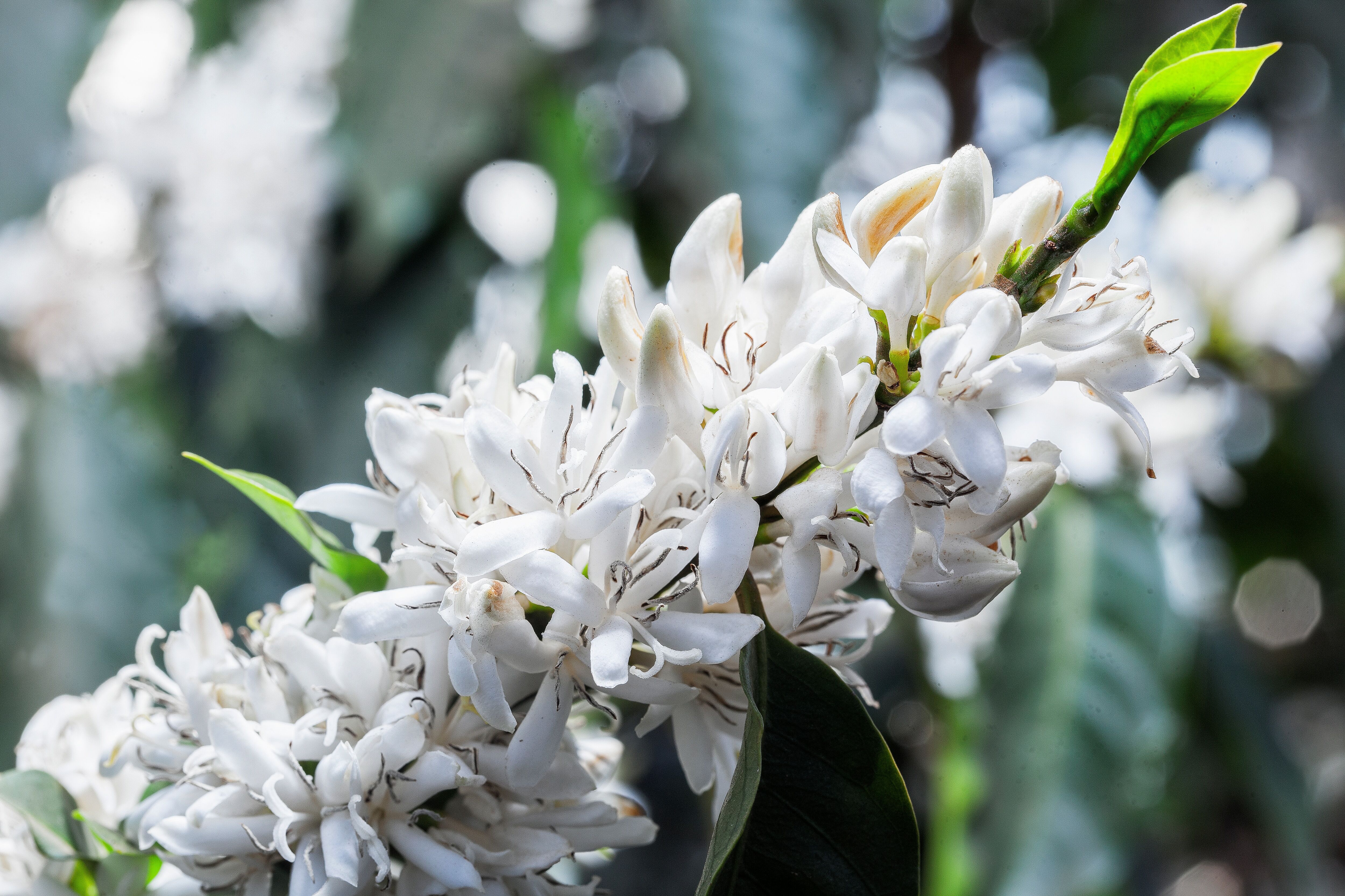 Blossoming 1.jpg