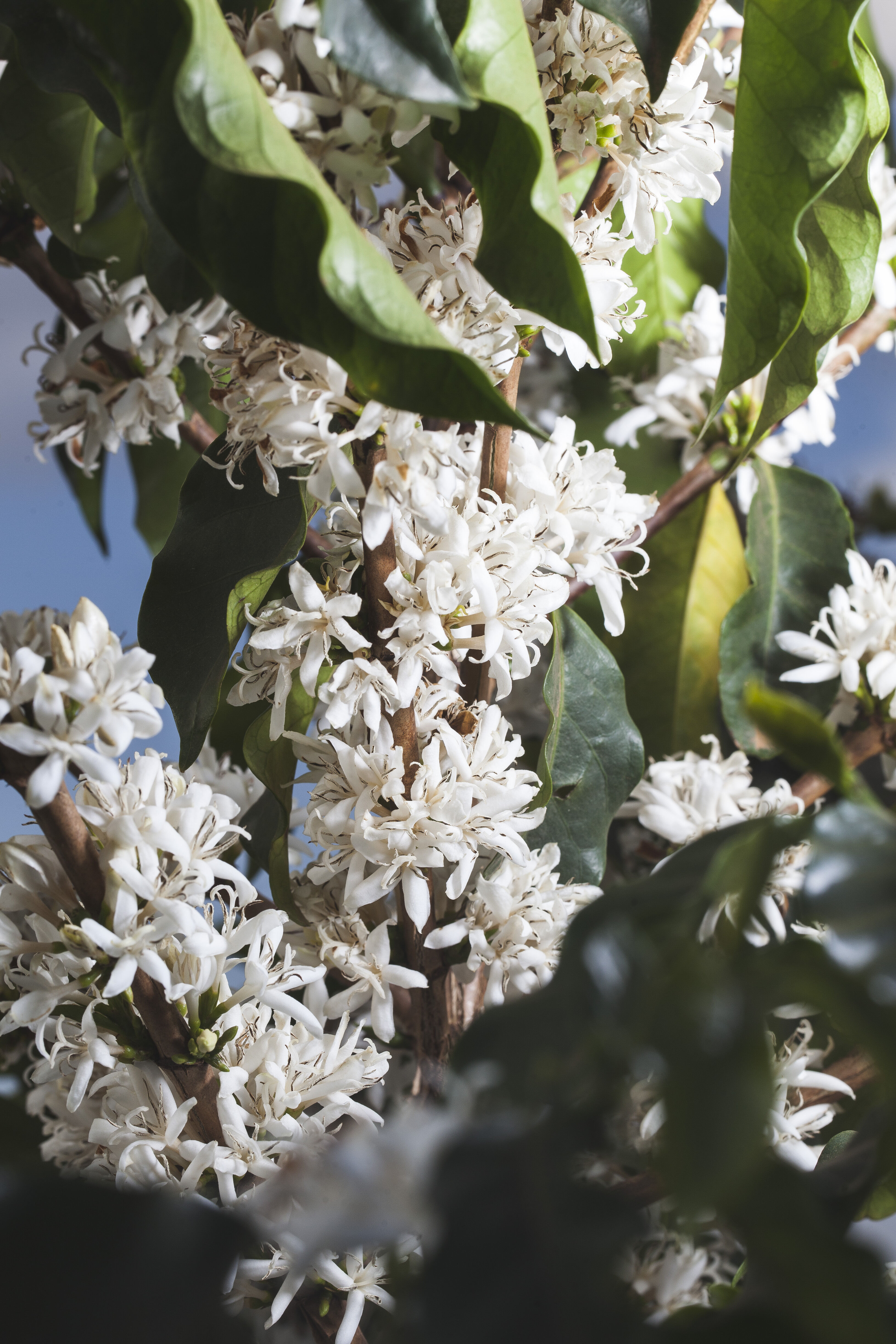 Blossoming 3.jpg