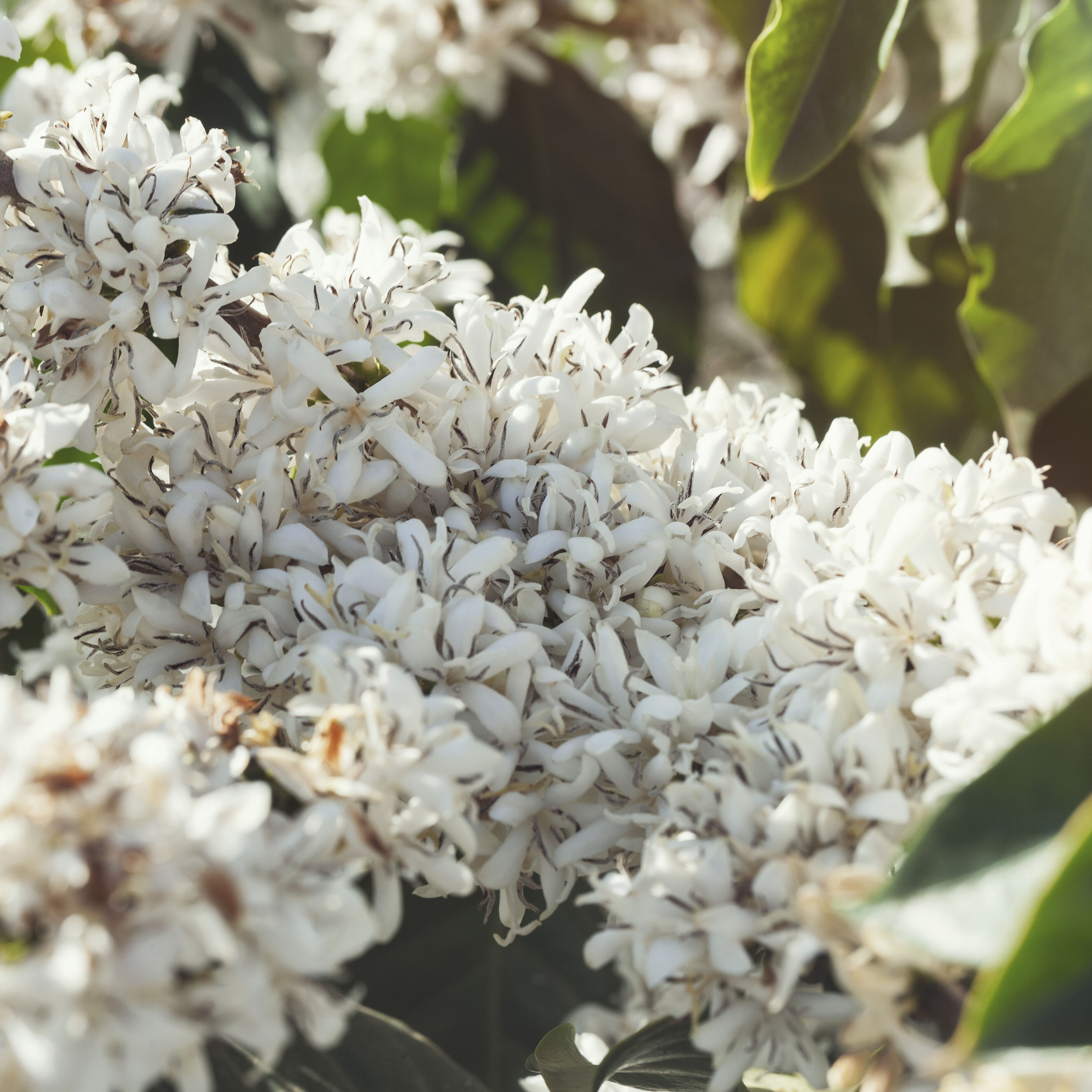 Blossoming 4.jpg