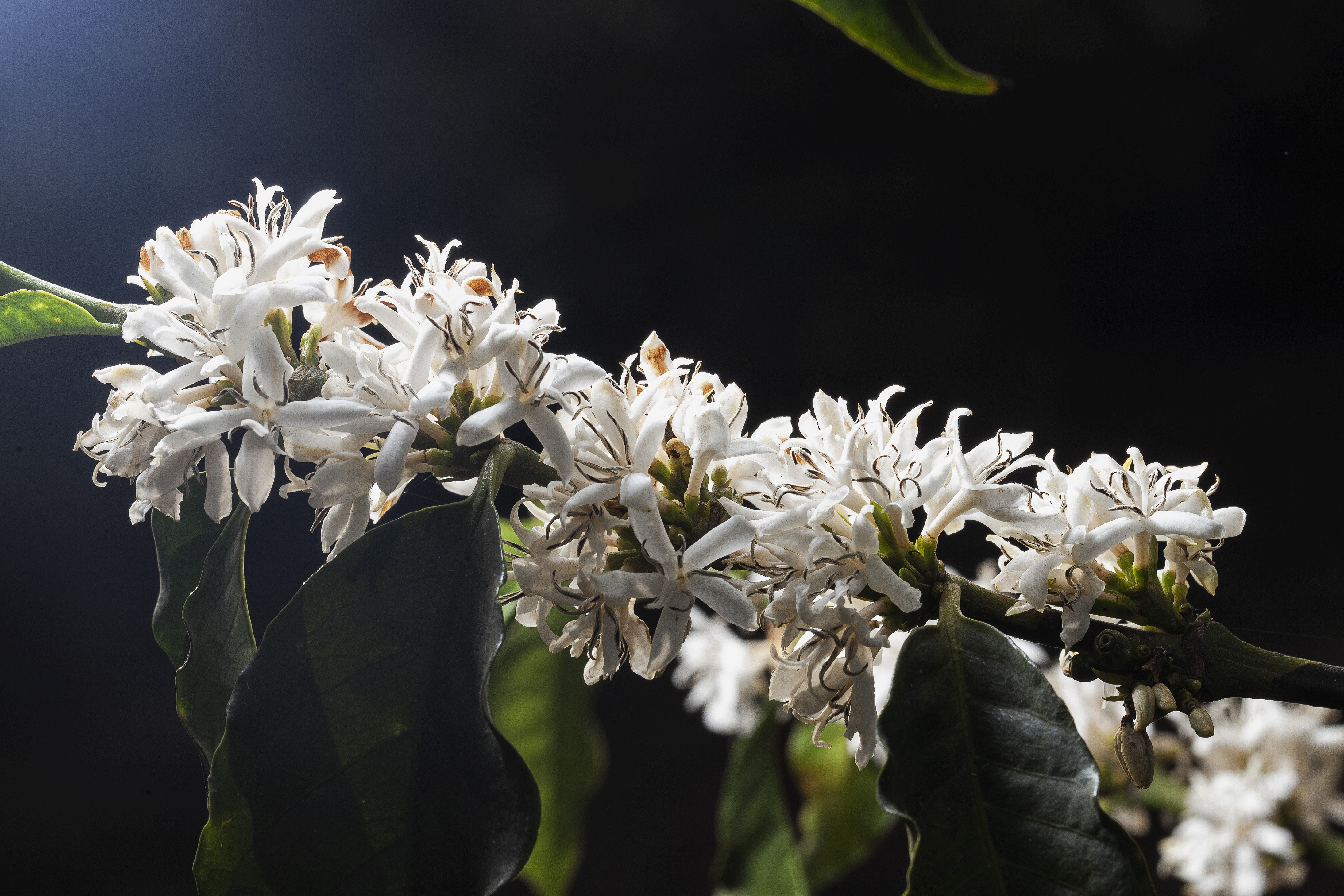 Blossoming 5.jpg