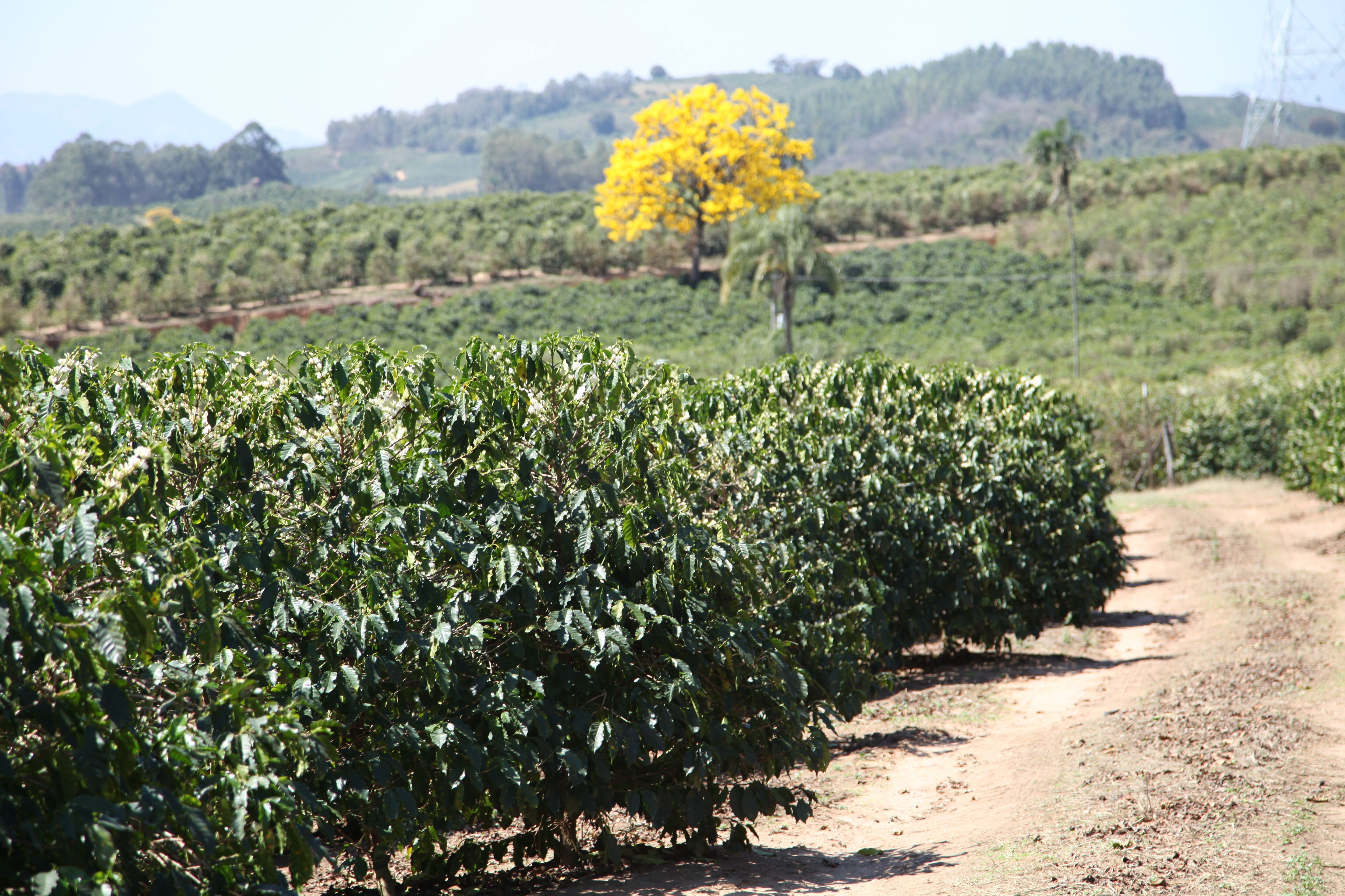 brazil-fazenda-santana_50806308668_o.jpg