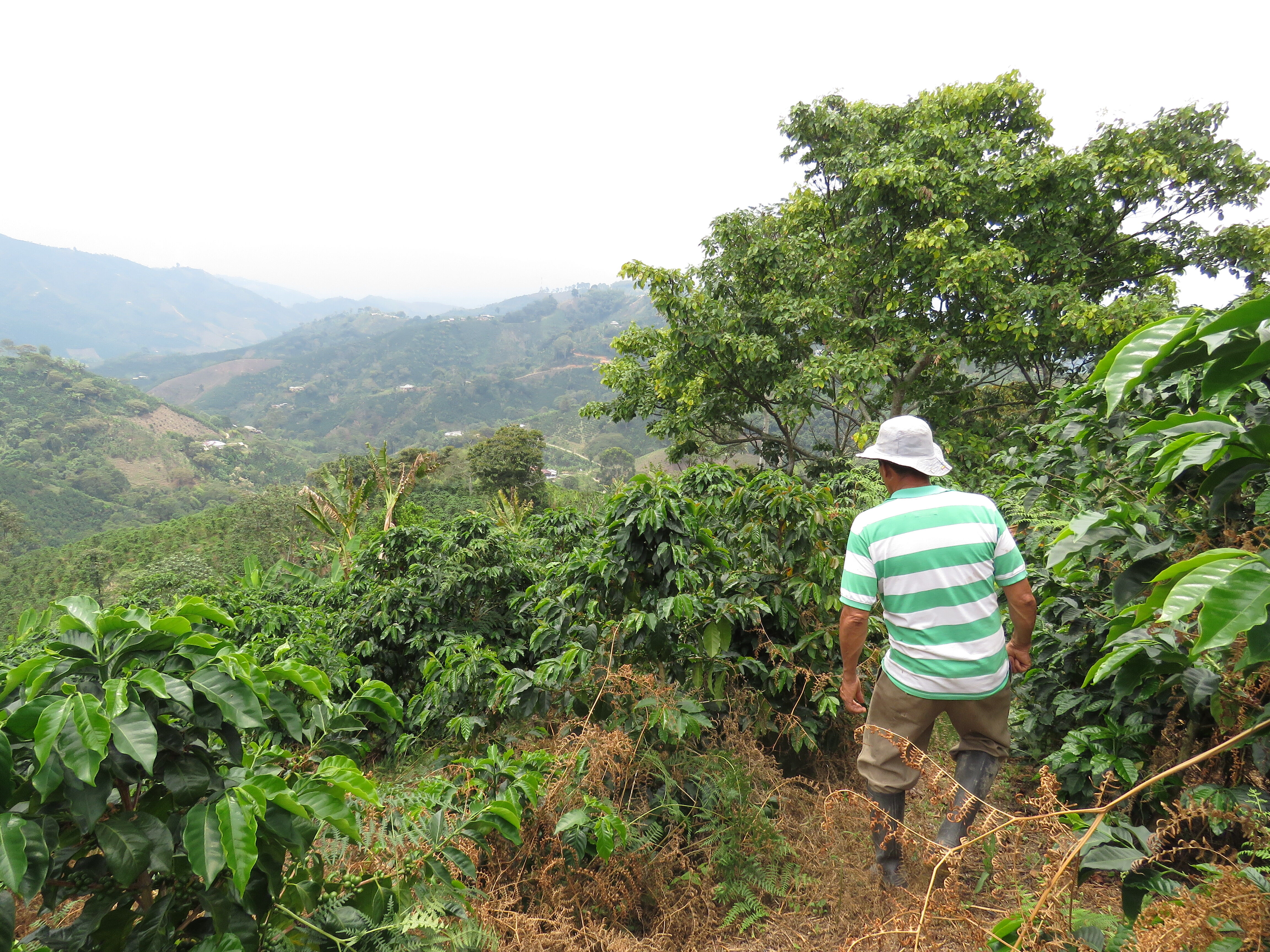 HUILA - ACEVEDO - CHIVA 10.JPG