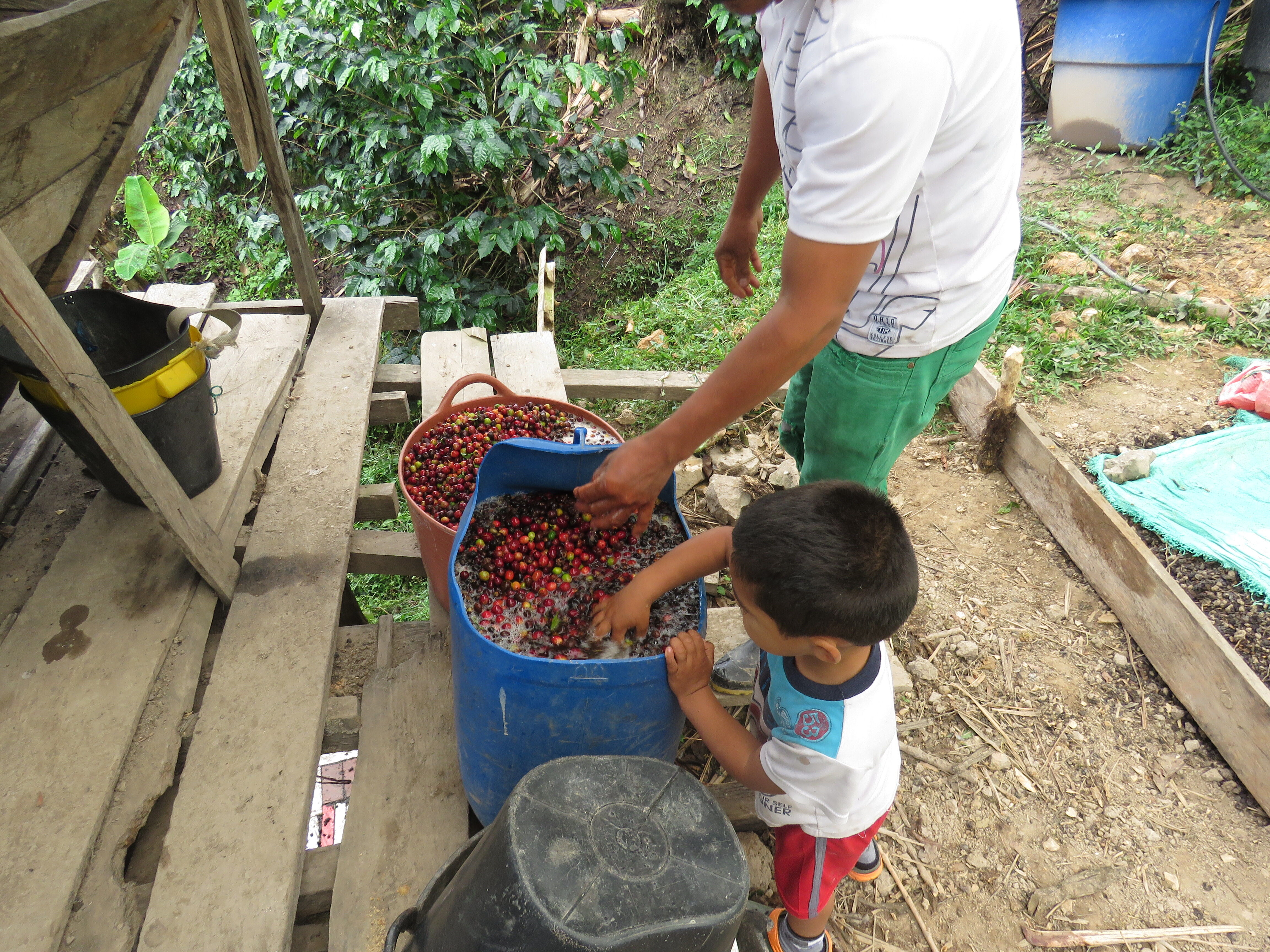 HUILA - ACEVEDO - CHIVA 3.JPG