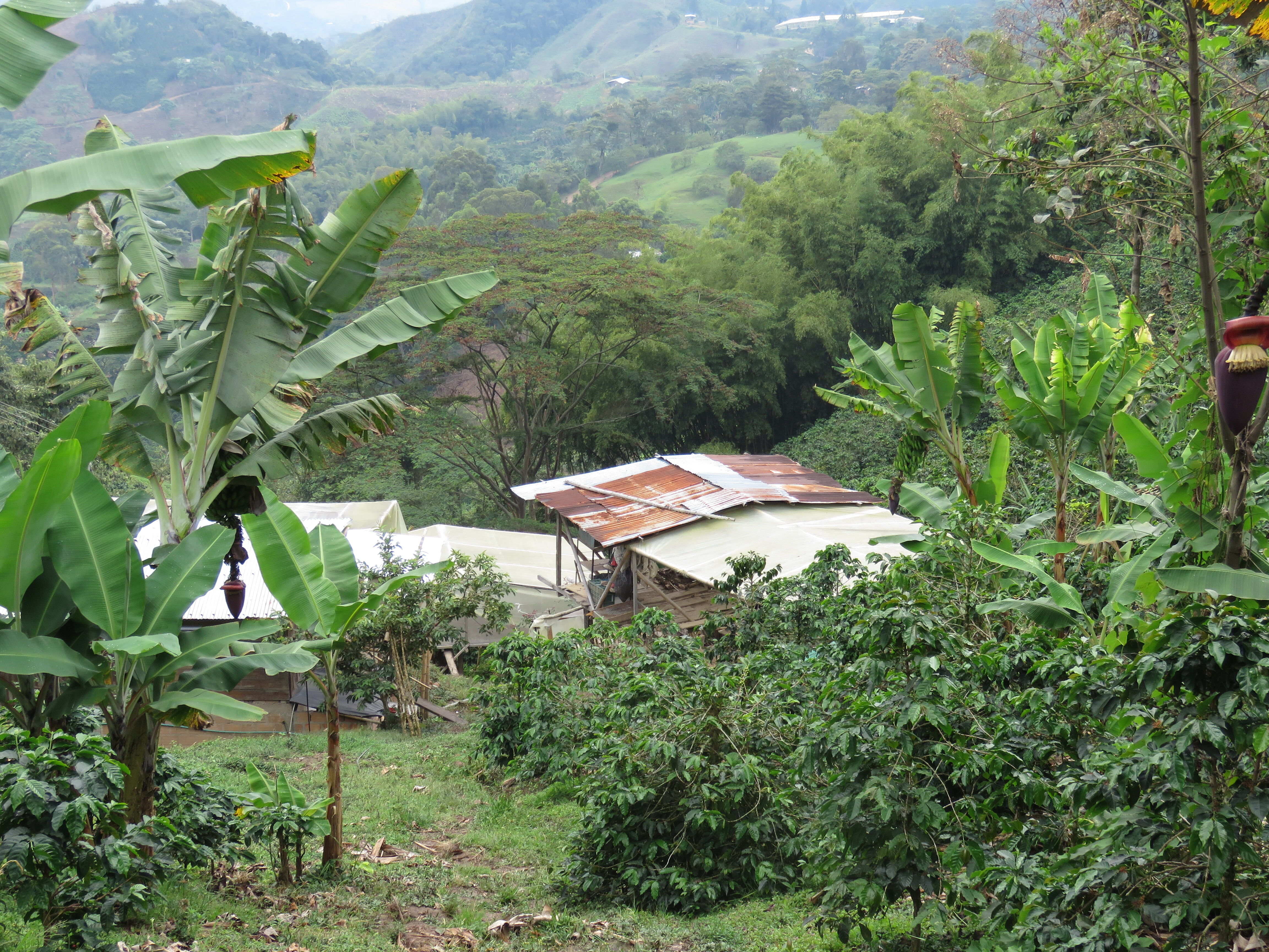 HUILA - ACEVEDO - CHIVA 5.JPG