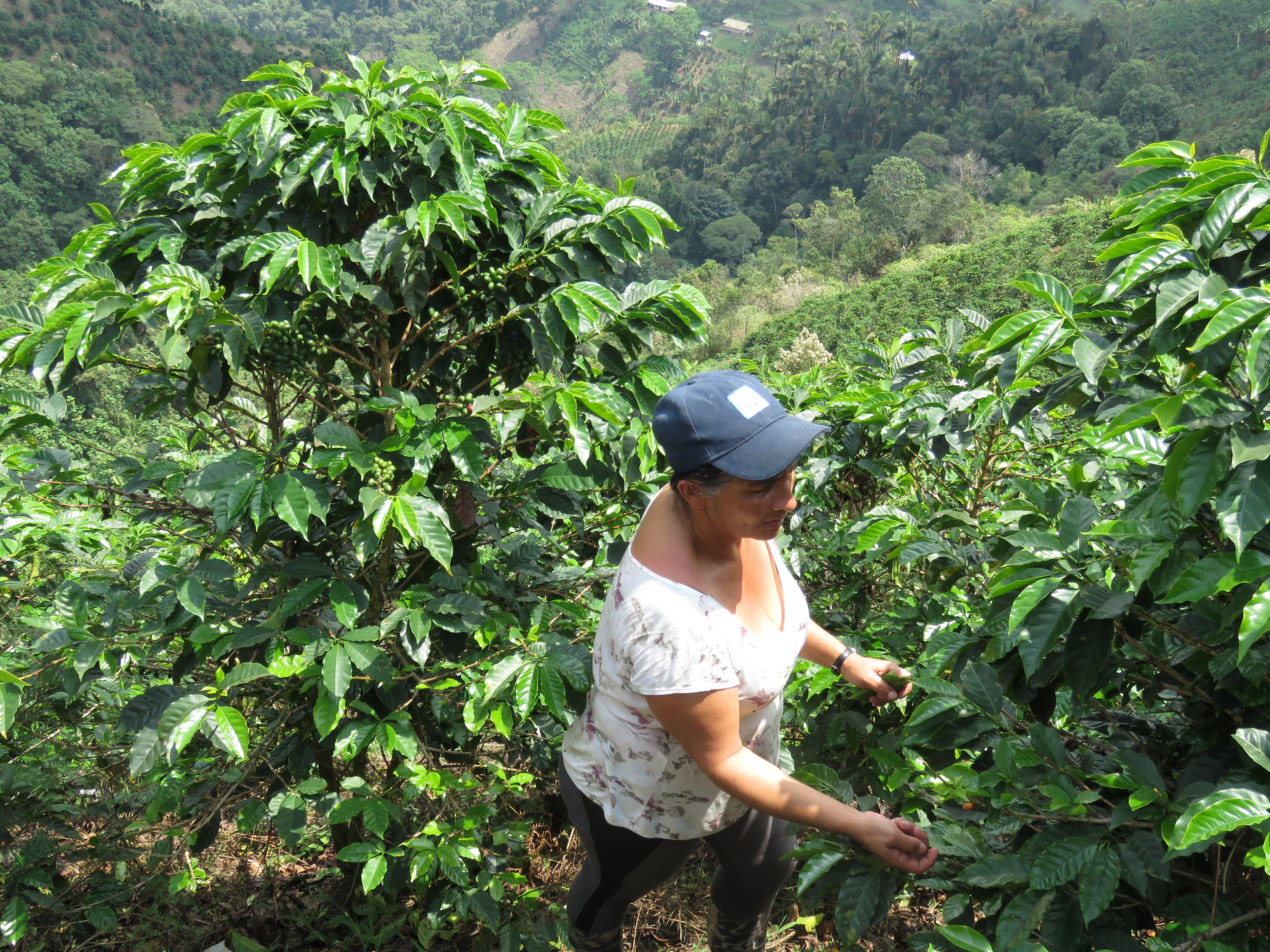 HUILA - ACEVEDO - CHIVA 8.JPG