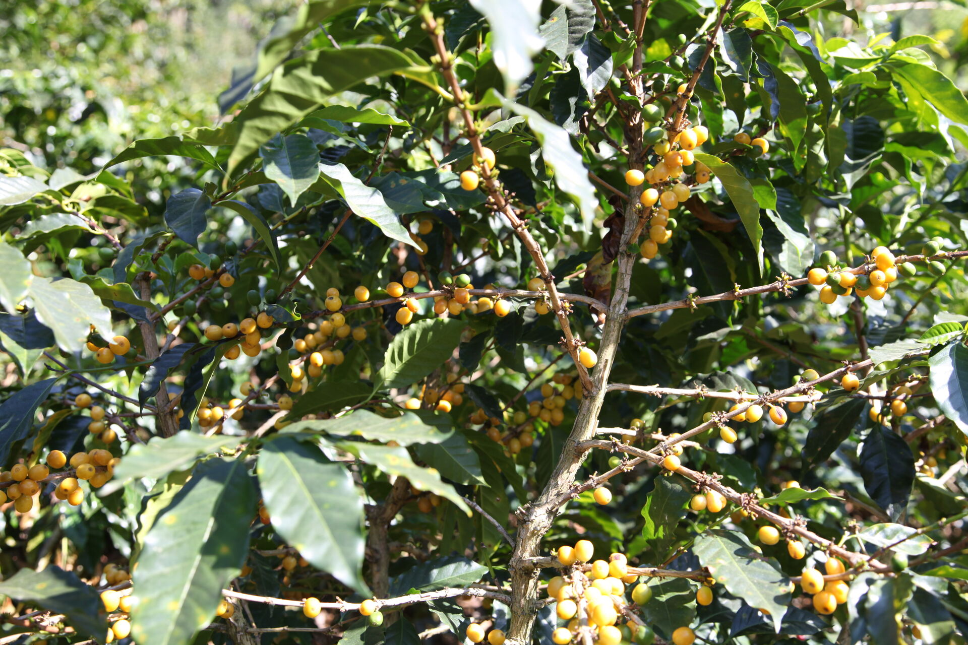 el-rincon---renardo-ovalle_50948537228_o.jpg