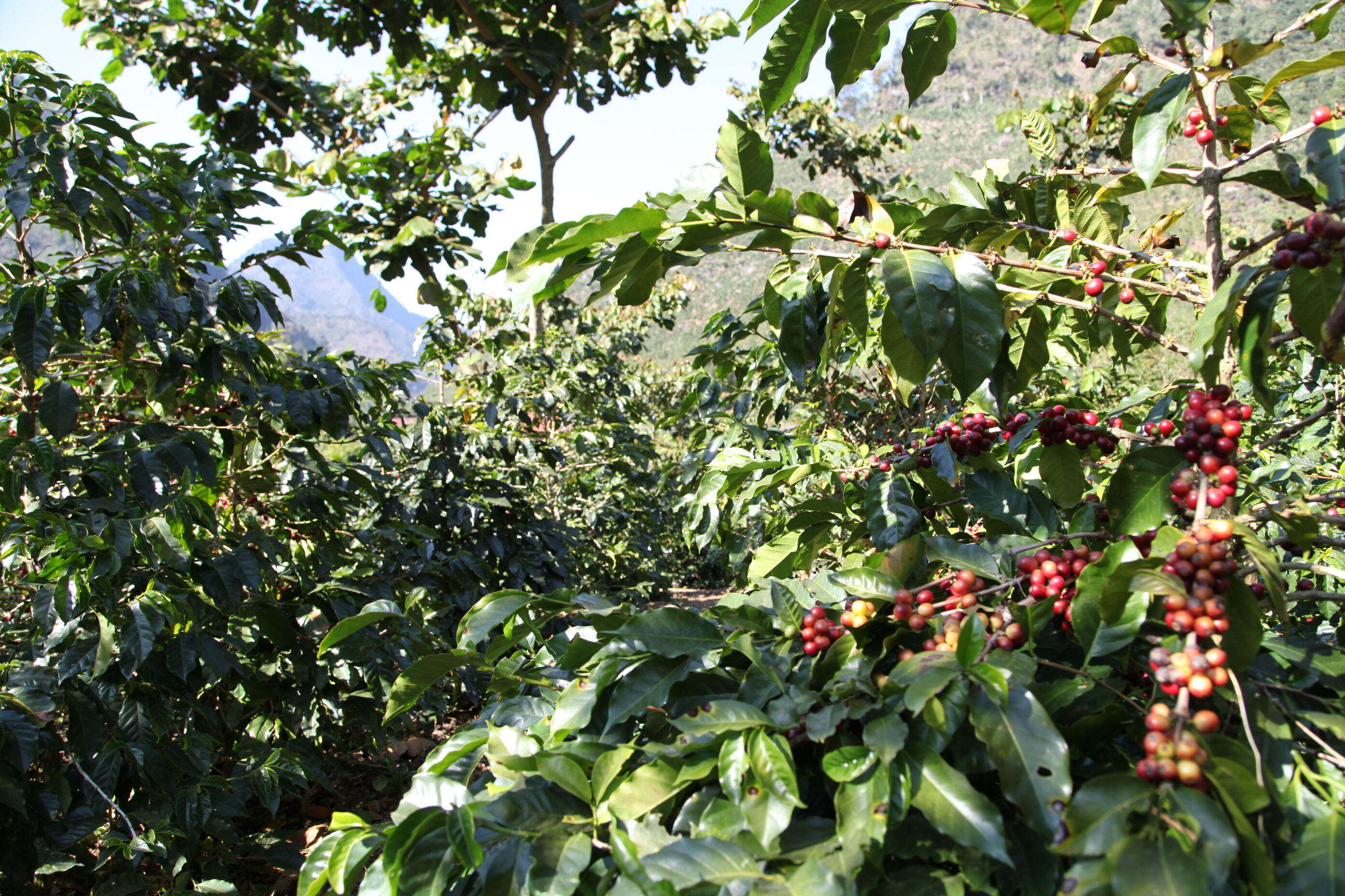 el-rincon---renardo-ovalle_50948537523_o.jpg