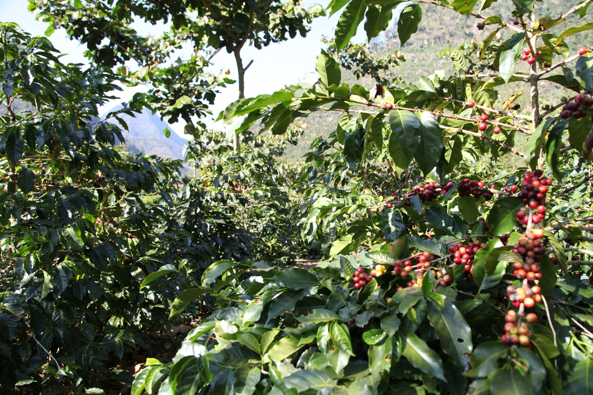 el-rincon---renardo-ovalle_50948537523_o.jpg