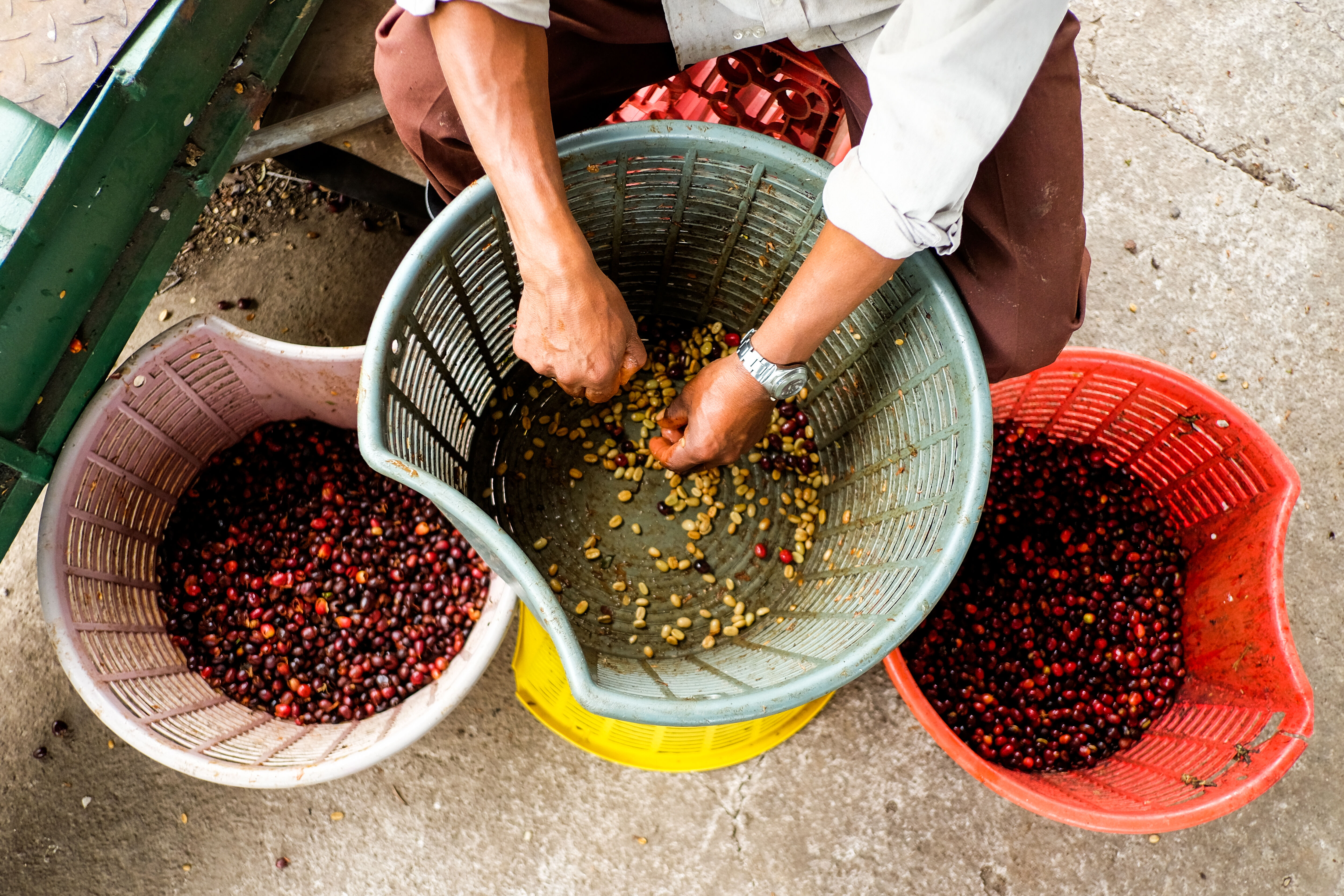 finca-santa-teresa_51124961122_o.jpg