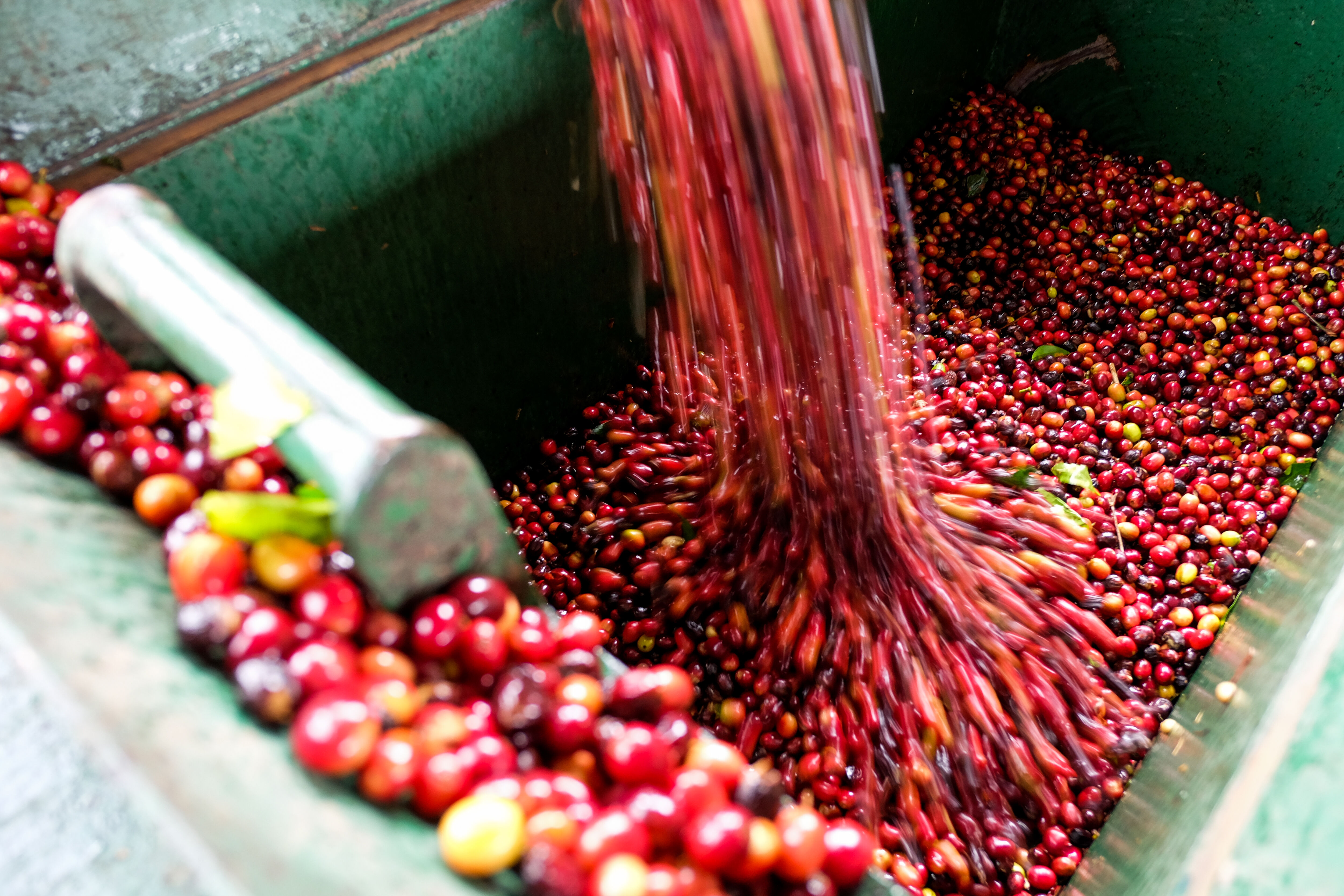 finca-santa-teresa_51124961787_o.jpg