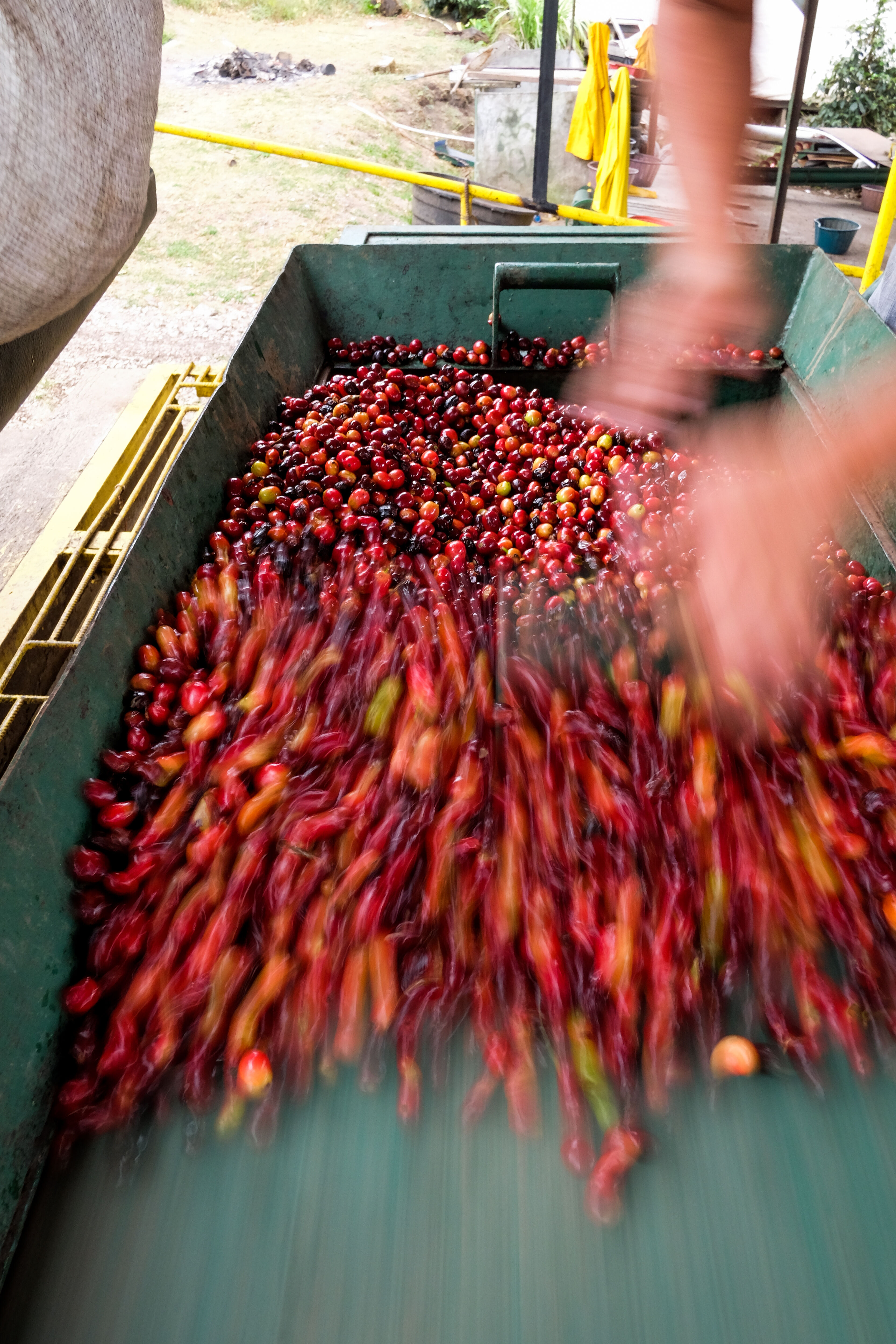 finca-santa-teresa_51125272774_o.jpg